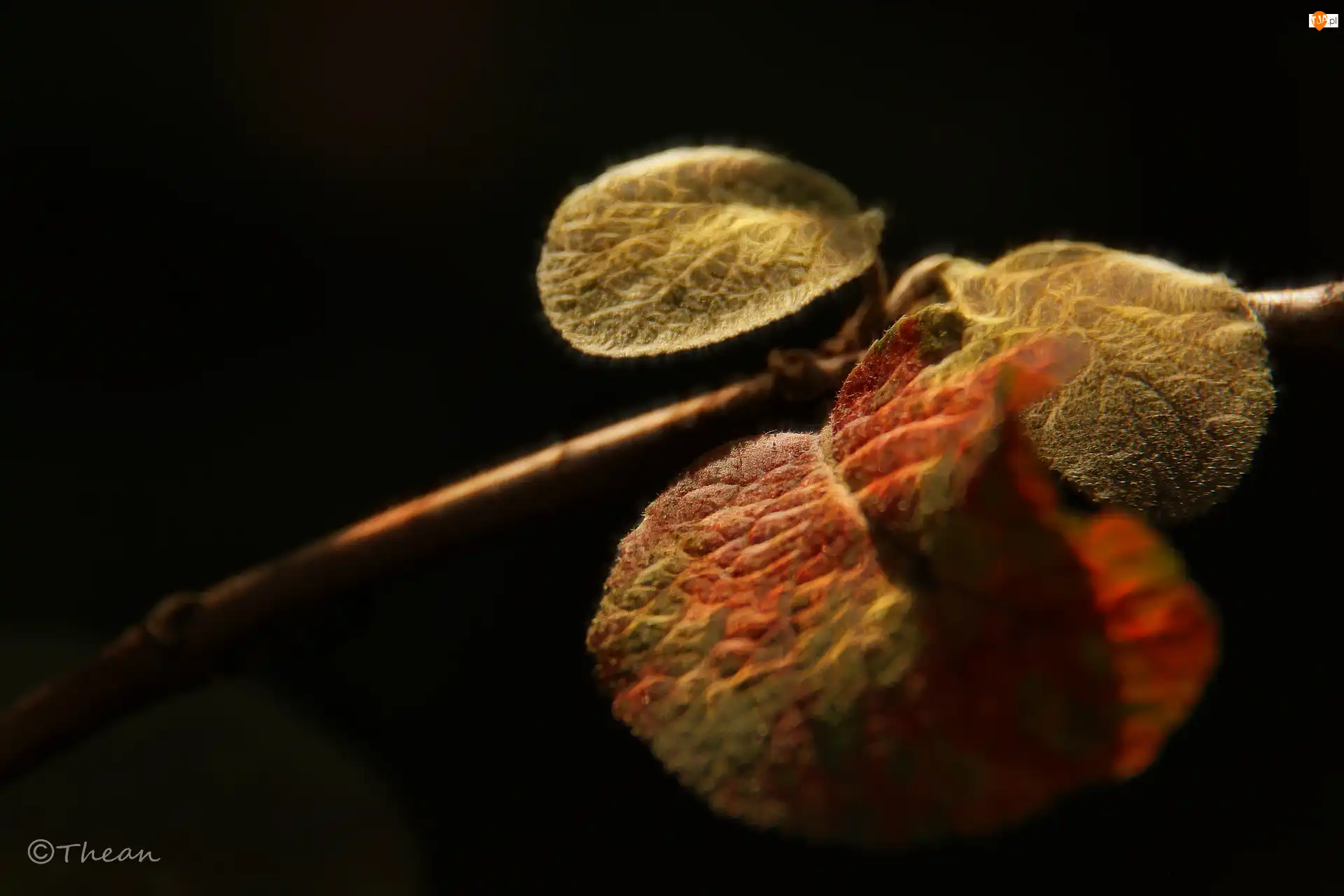Fractalius, Liście
