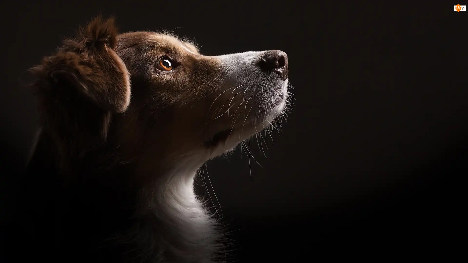 Mordka, Pies, Border collie, Głowa