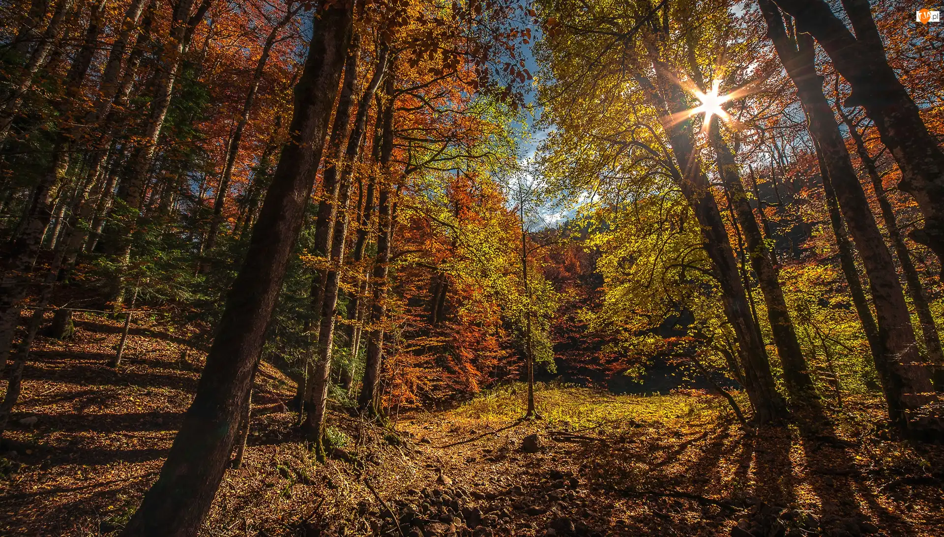 Park Narodowy Biogradska Gora, Czarnogóra, Drzewa, Promienie słońca, Las, Jesień