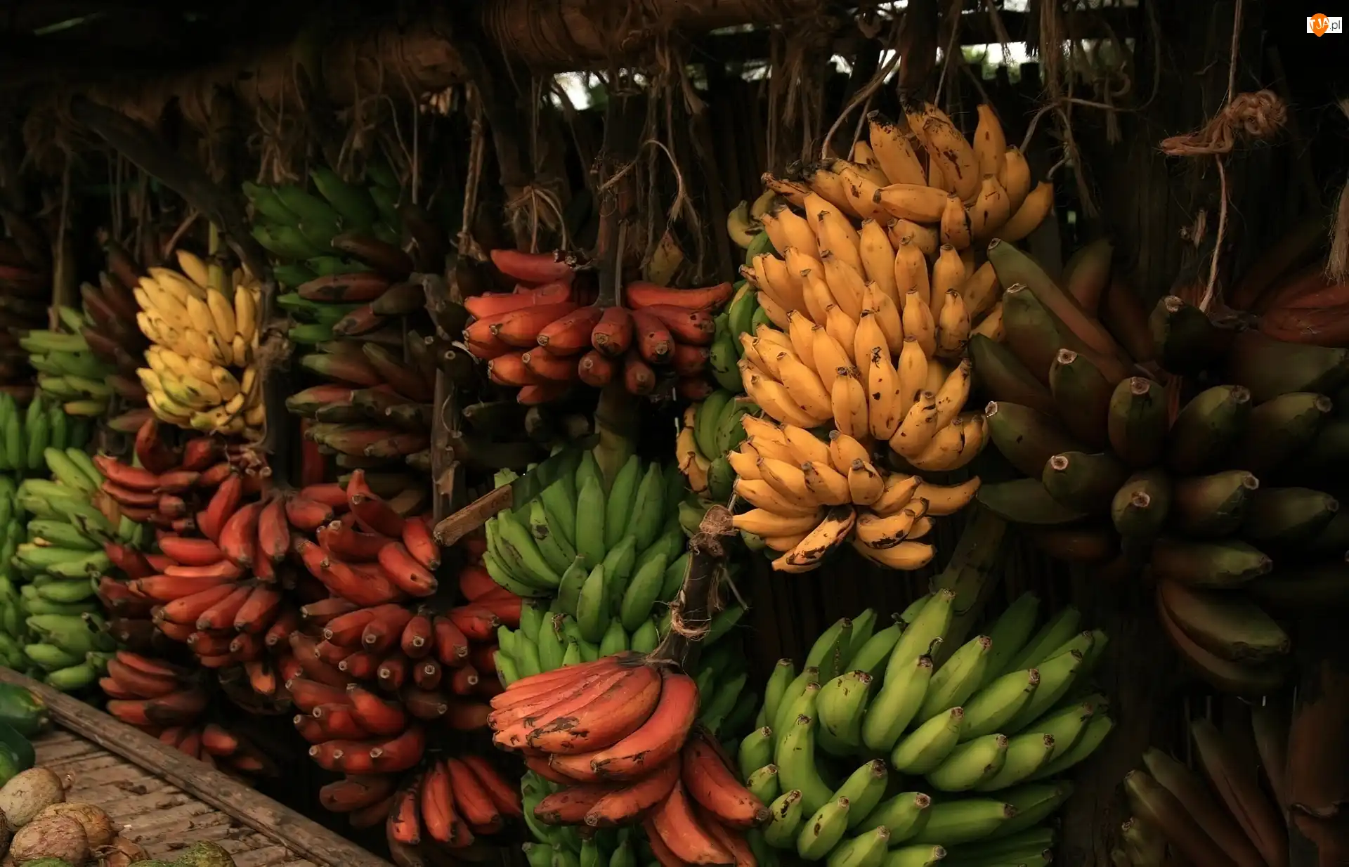 Bananów, Kiście