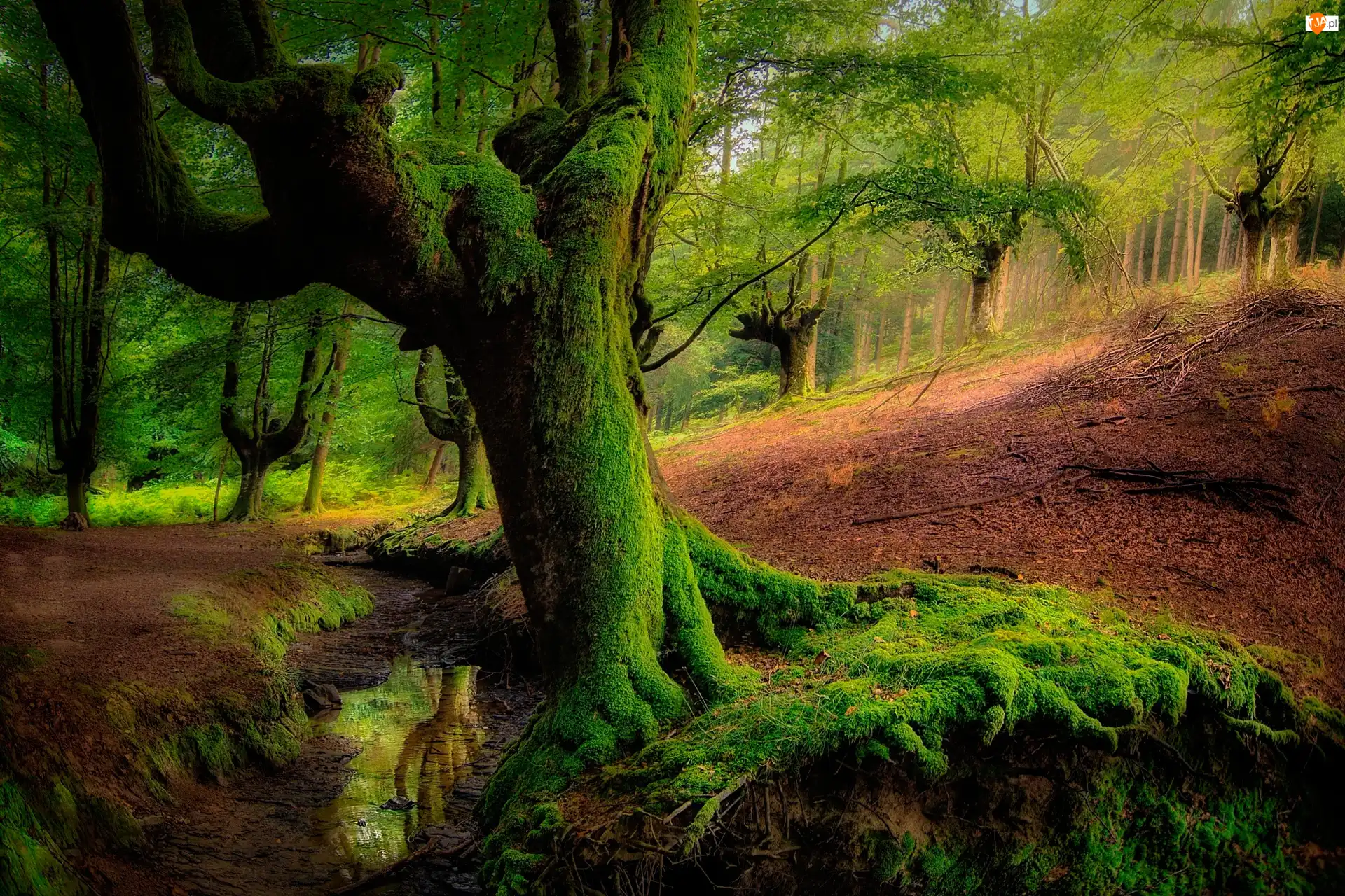 Kraj Basków, Park Narodowy Gorbea, Strumyk, Hiszpania, Drzewa, Omszałe, Las Otzarreta