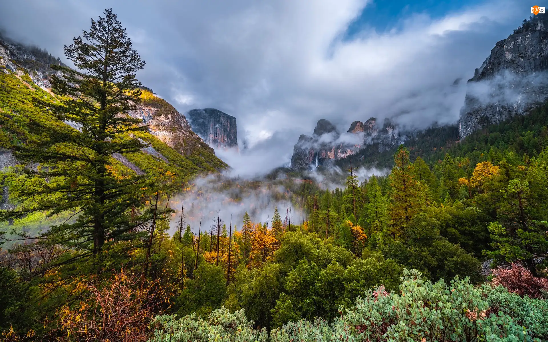 Kalifornia, Stany Zjednoczone, Krzewy, Park Narodowy Yosemite, Drzewa, Mgła, Góry