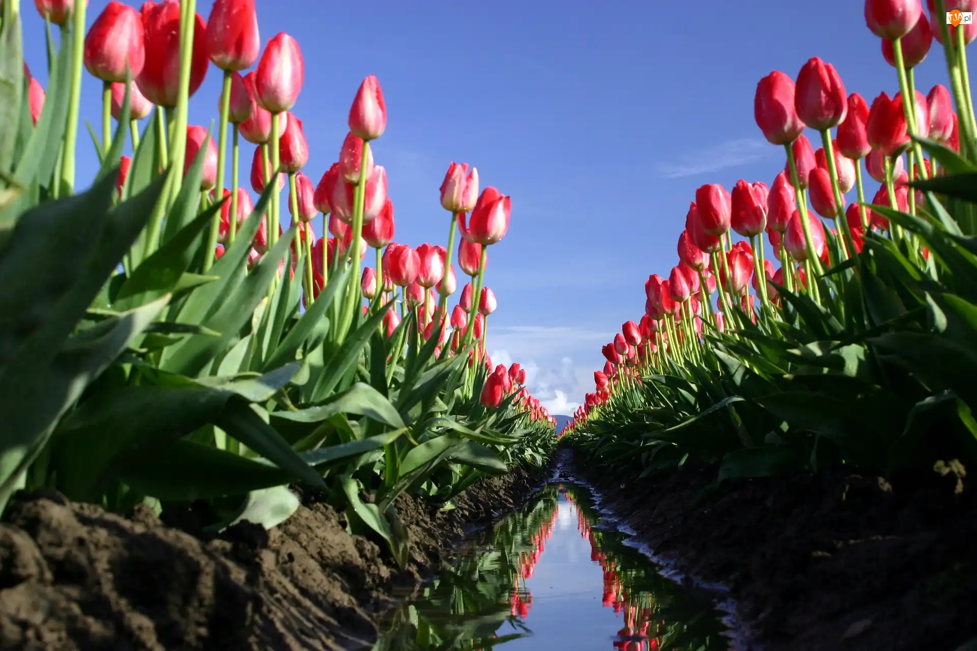 Rów, Tulipany, Pole, Błoto