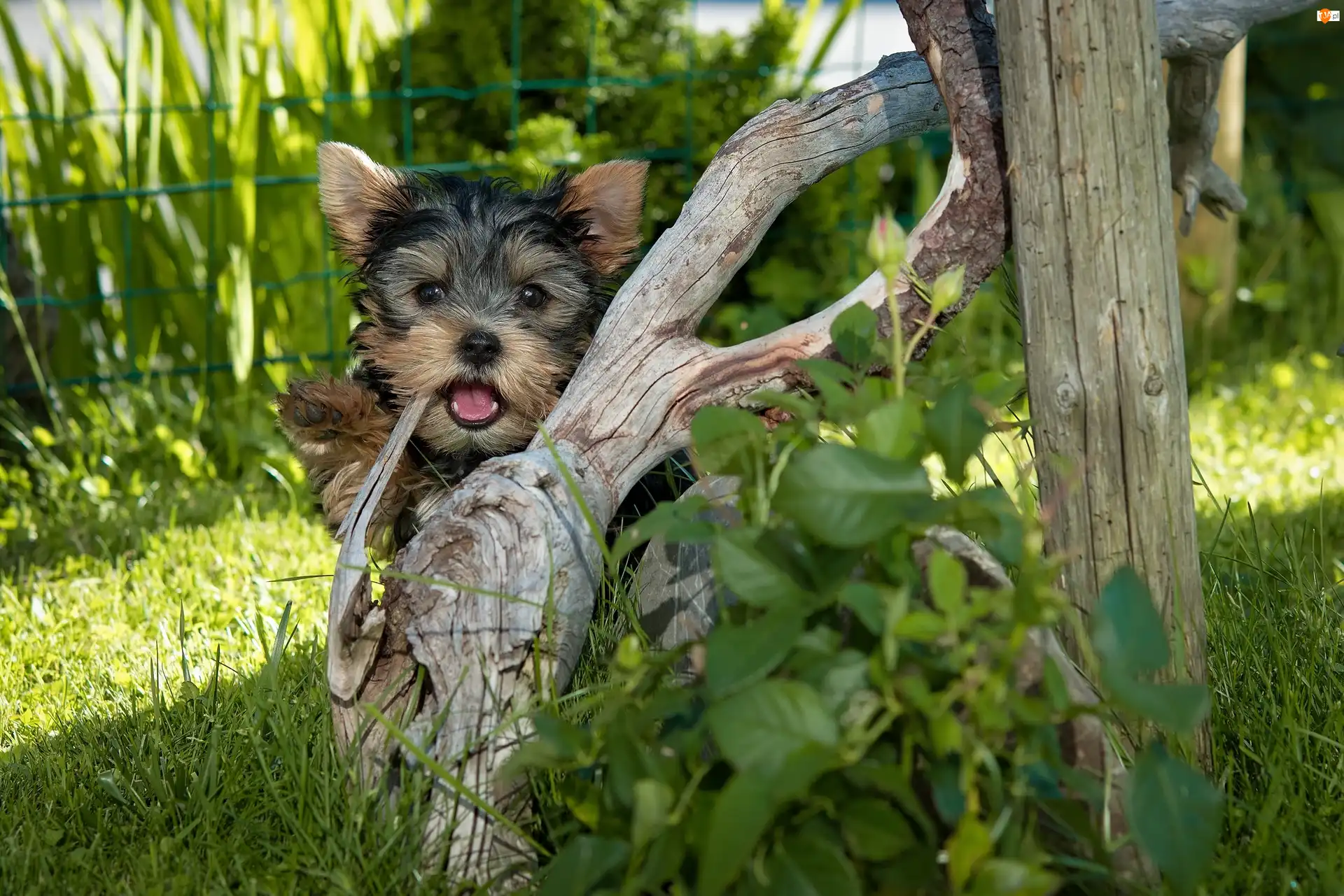Trawa, Pies, Yorkshire, Terrier