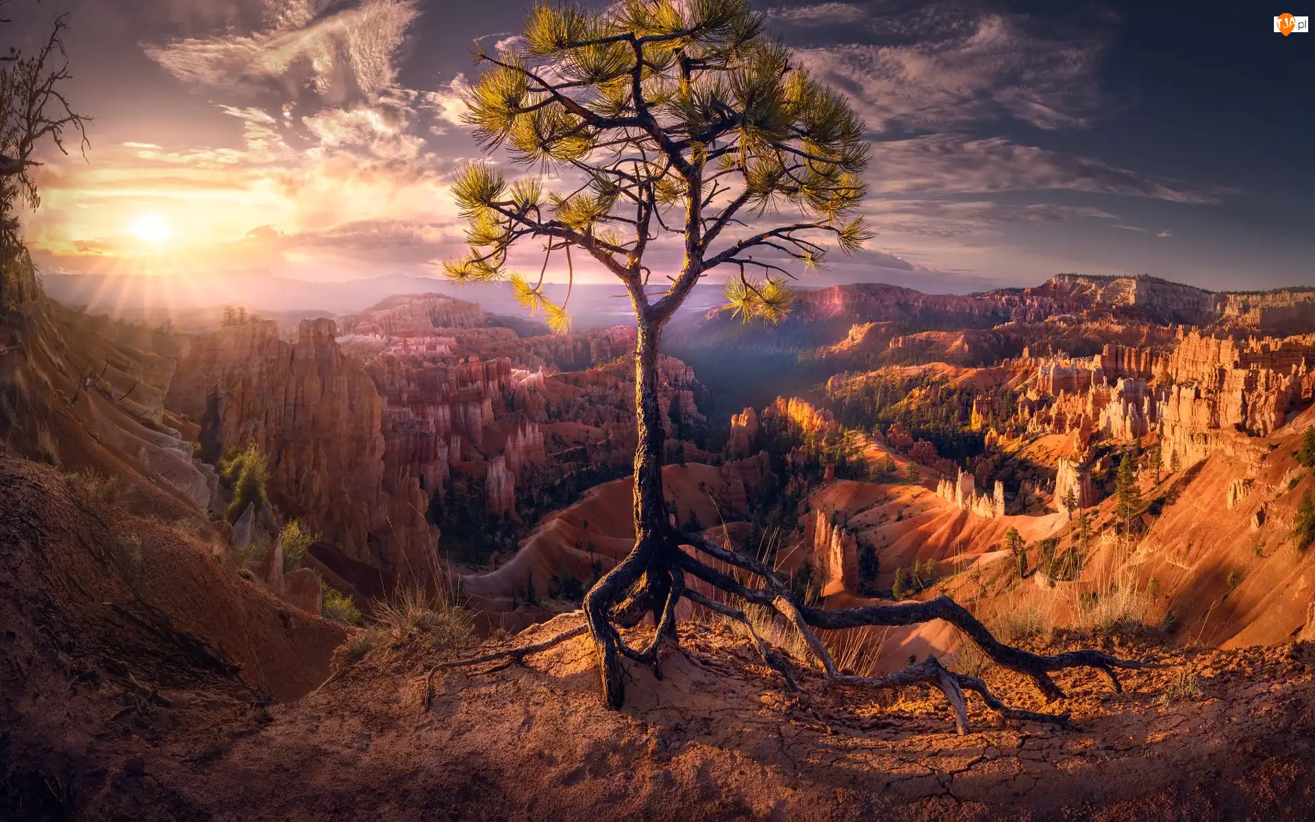 Chmury, Utah, Promienie, Skały, Wschód słońca, Park Narodowy Bryce Canyon, Drzewo, Stany Zjednoczone, Sosna