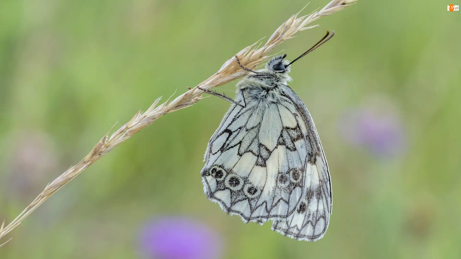 Trawa, Motyl, Polowiec szachownica, Roślina