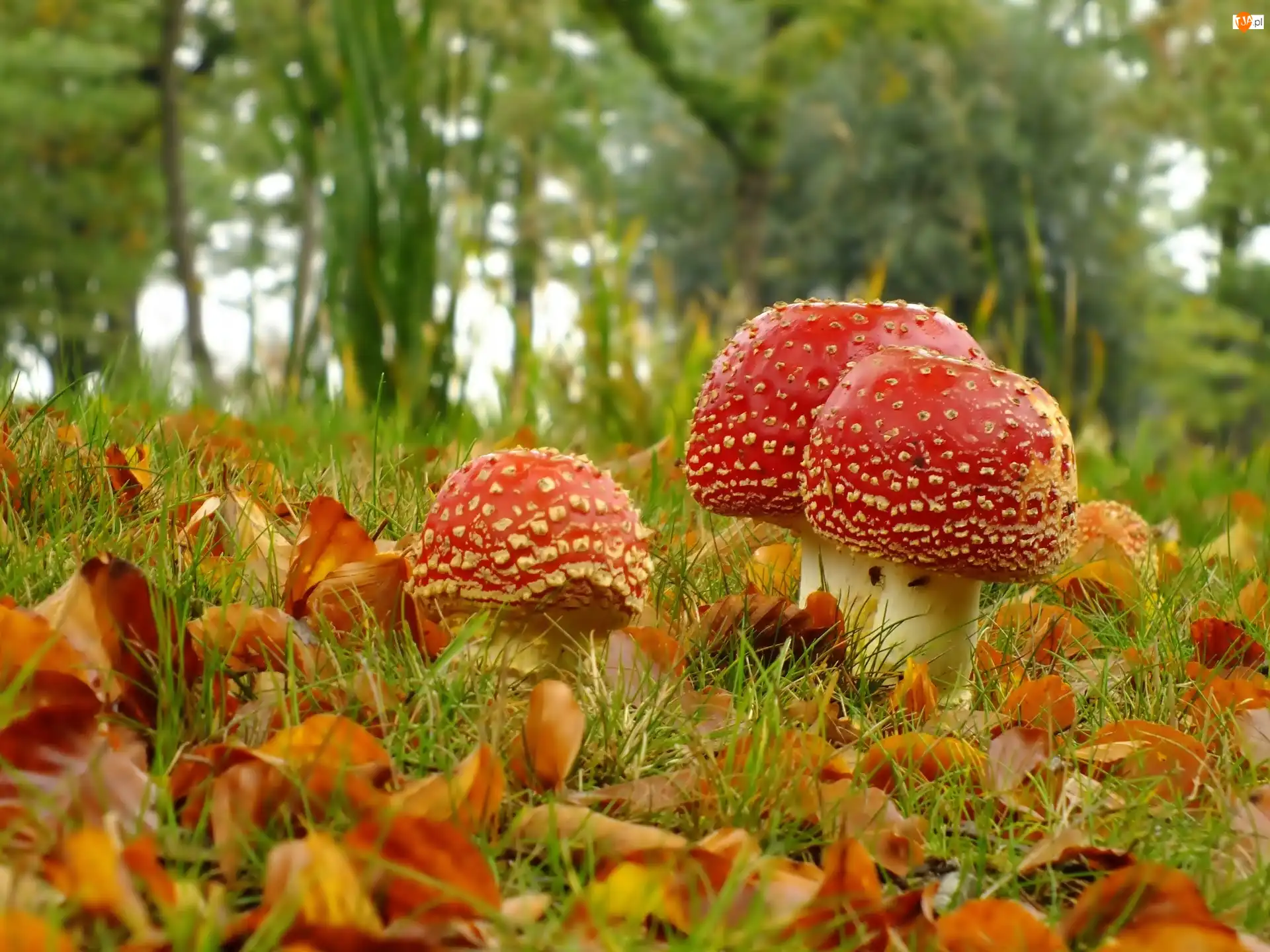 Liście, Muchomorki, Las, Trawa