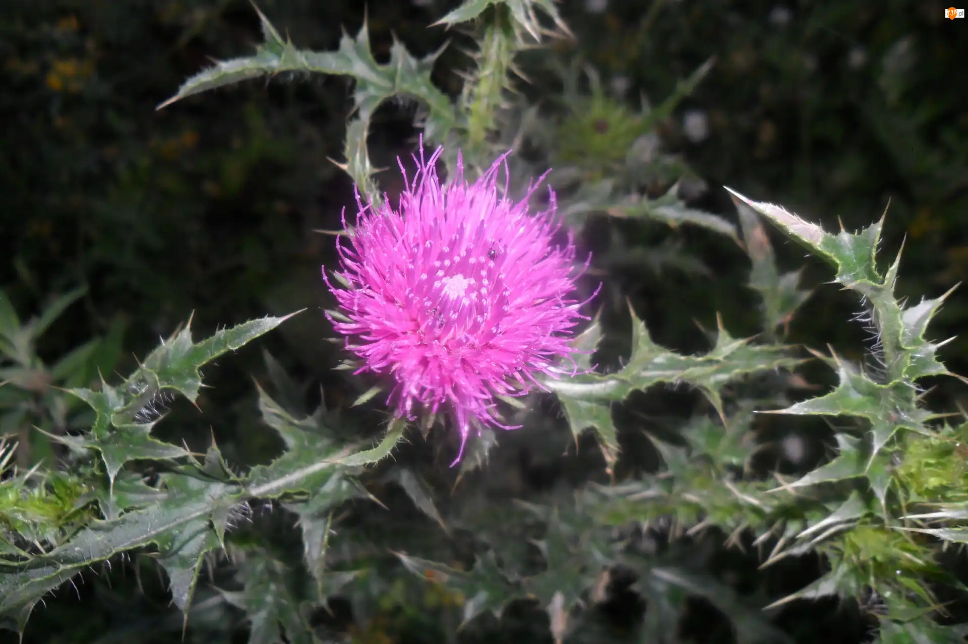 Zieleń, Kwiatek, Oset, Liście
