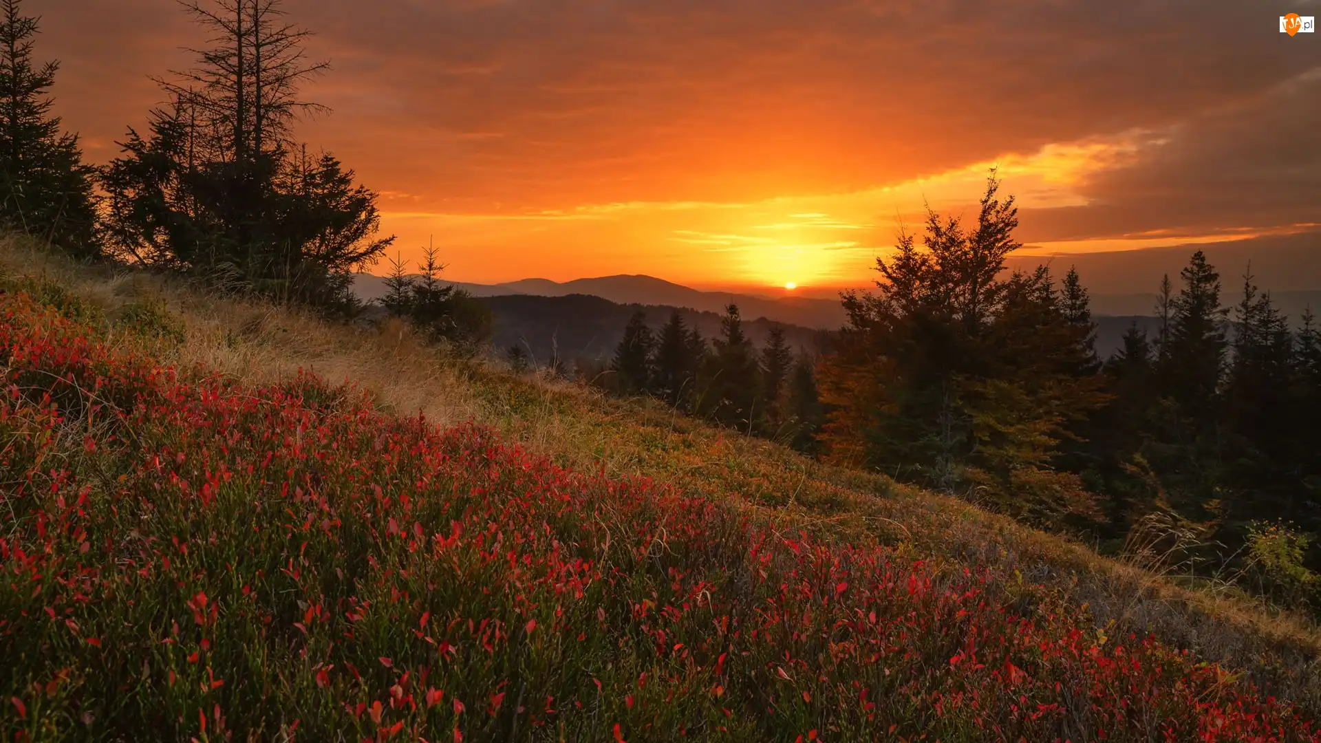 Lasy, Góry, Roślinność, Polska, Drzewa, Beskid Żywiecki