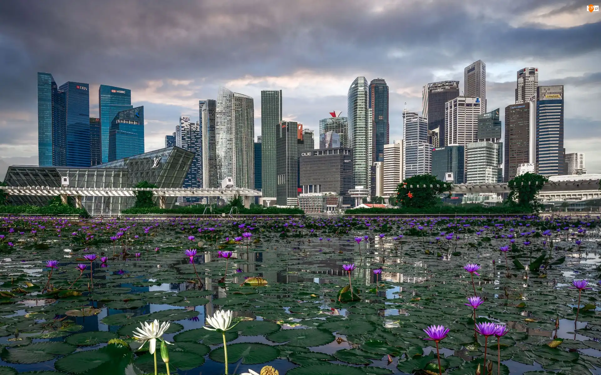 Singapur, Drapacze chmur, Staw, Lilie wodne