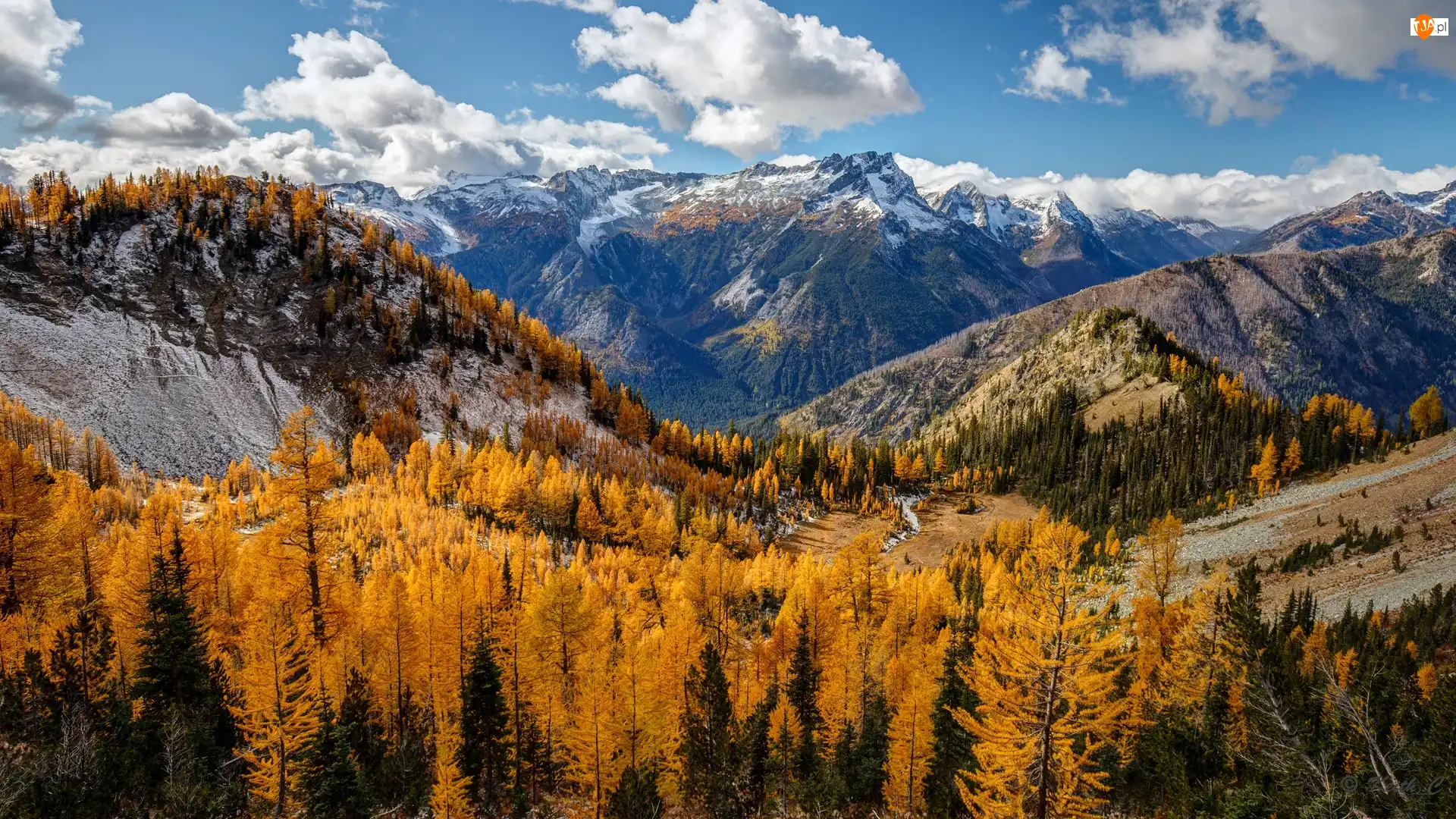 Modrzewie, Jesień, Żółte, Stan Waszyngton, Góry, Drzewa, Stany Zjednoczone, Entiat Mountains