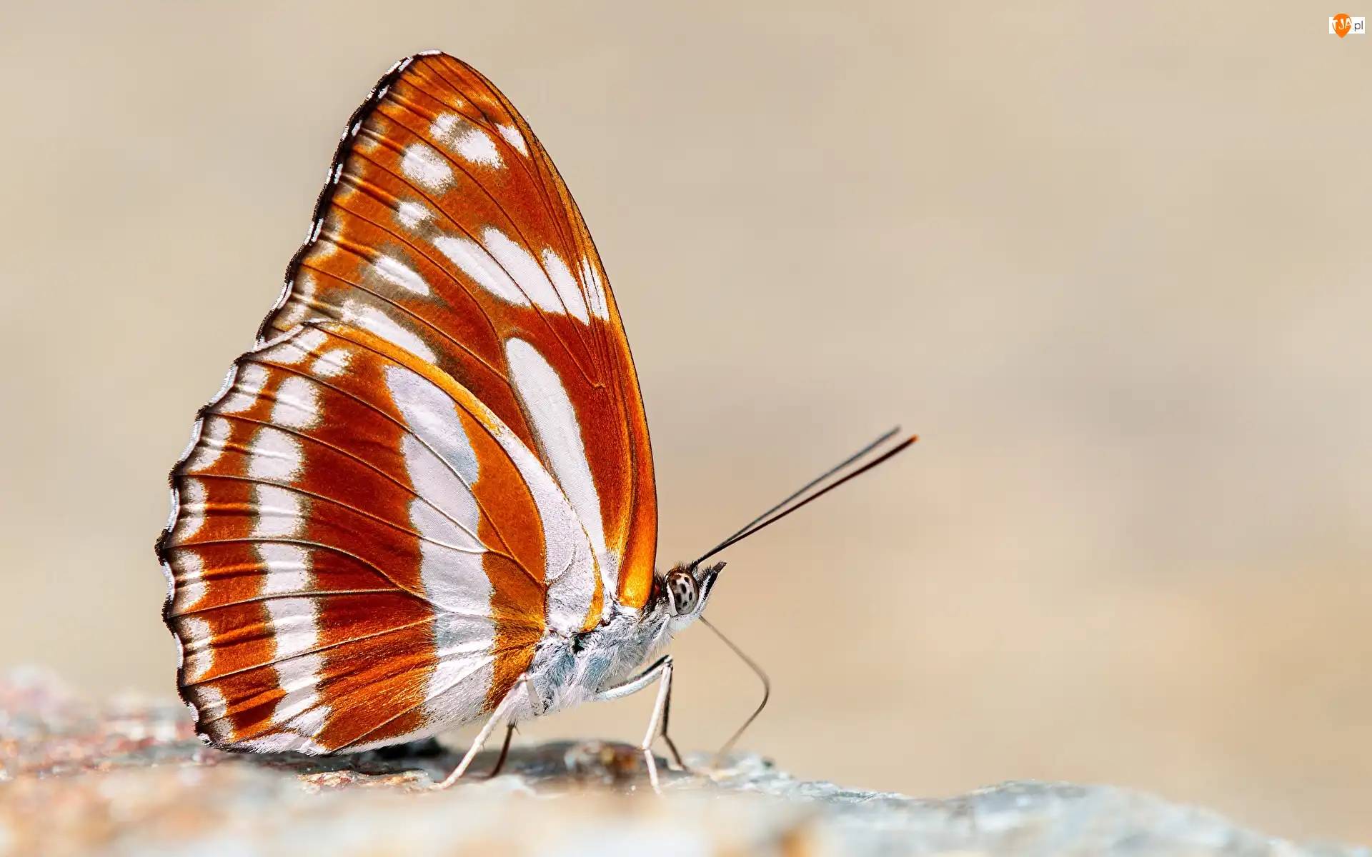 Athyma fortuna, Rozmycie, Brązowo-biały, Motyl, Kamień