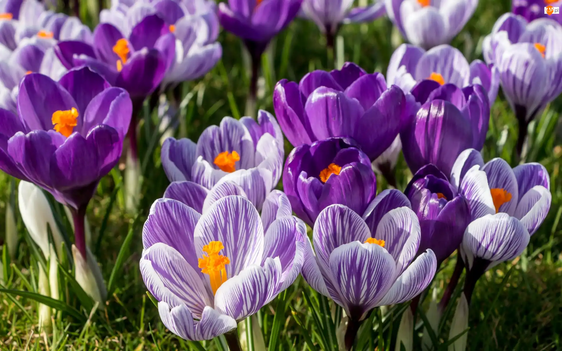 Trawa, Krokusy, Liliowe, Fioletowe
