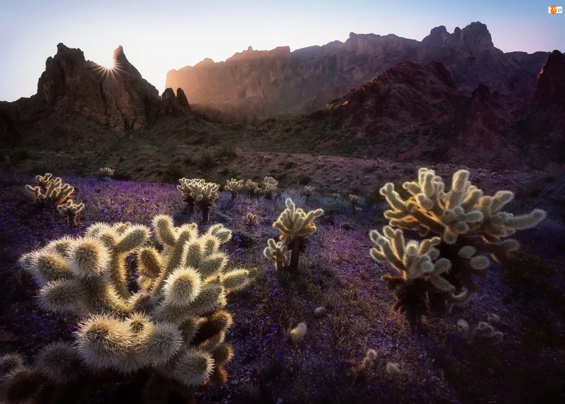 Promienie słońca, Góry, Park Narodowy Saguaro, Stany Zjednoczone, Kaktusy cholla, Stan Arizona