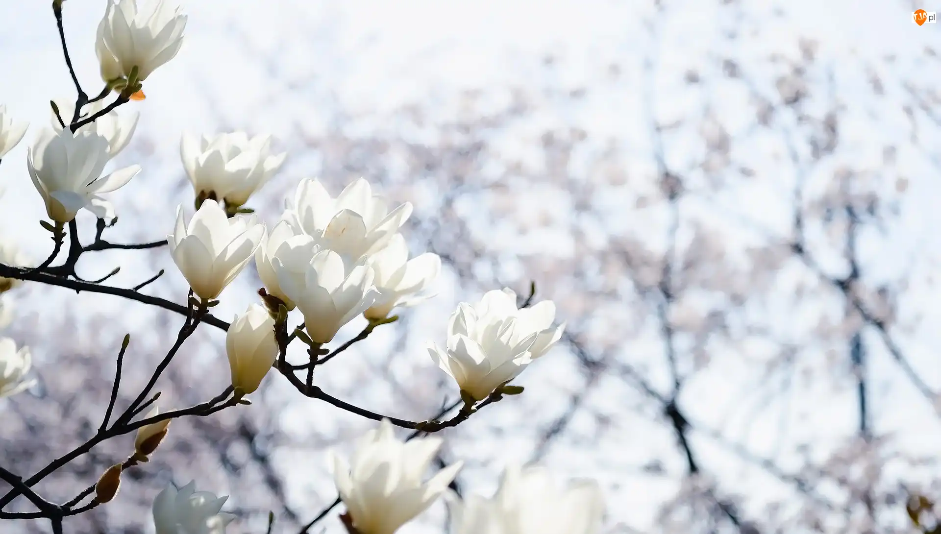 Białe, Gałązki, Magnolia, Kwiaty