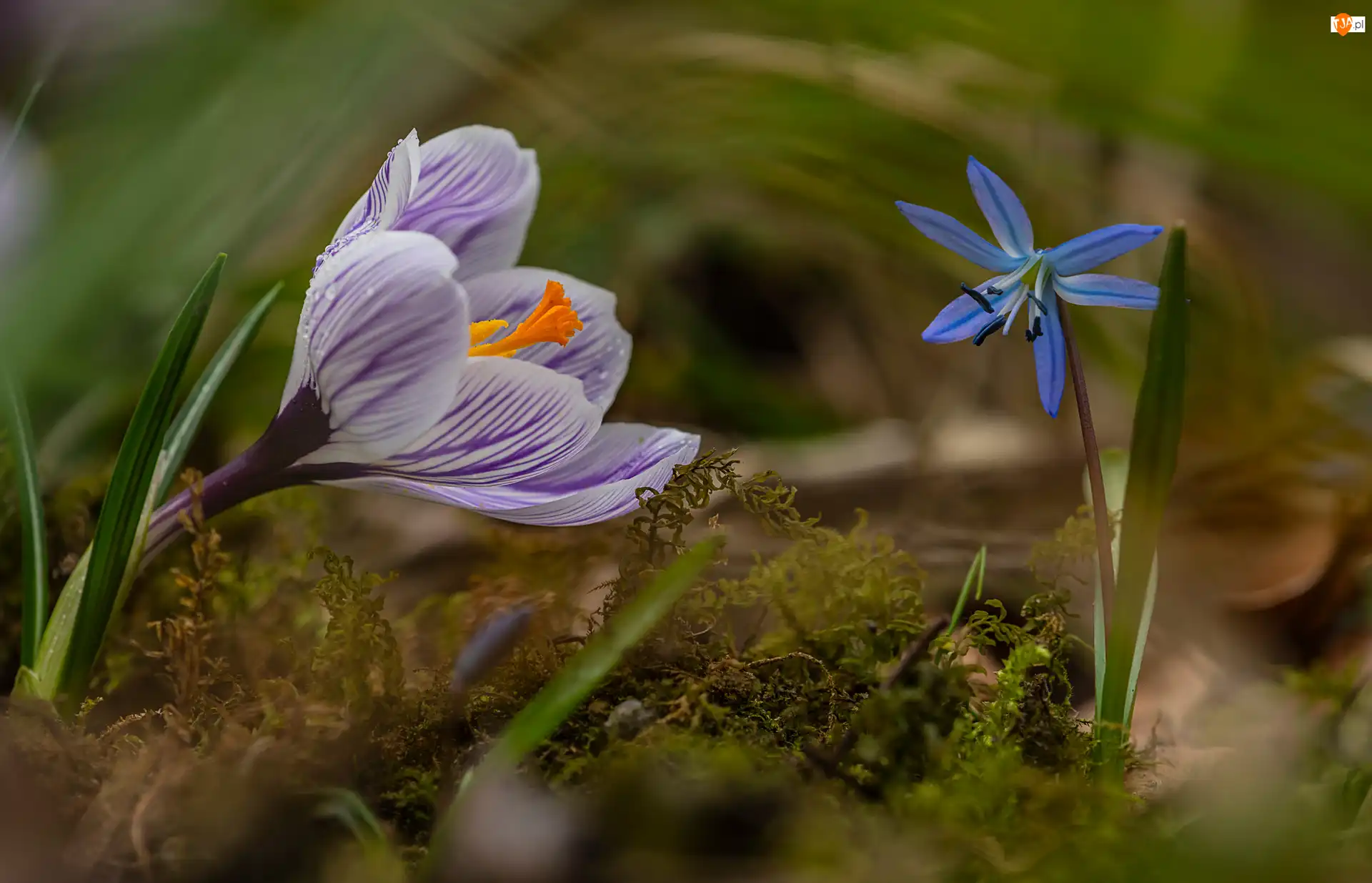 Mech, Kwiaty, Krokus, Cebulica syberyjska