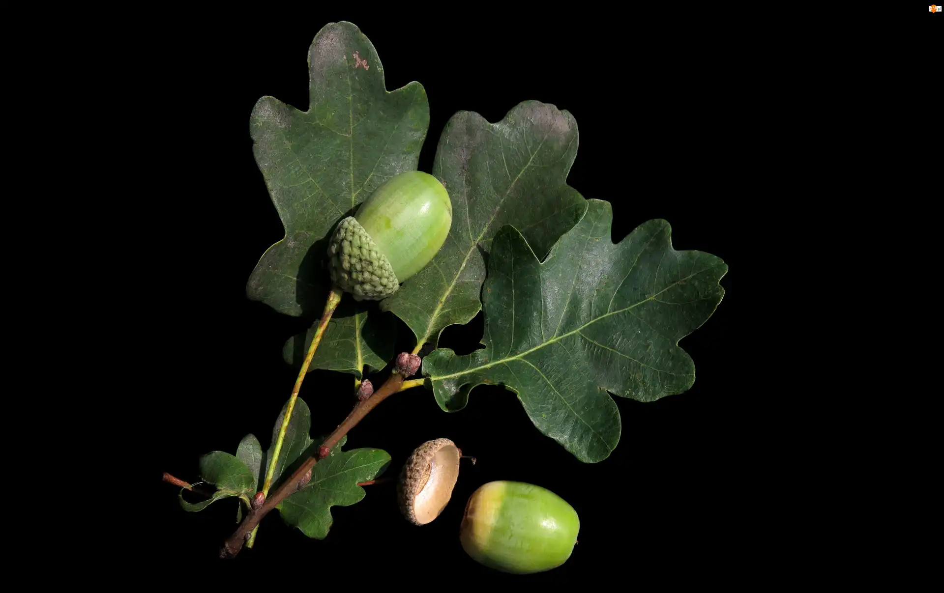 Żołędzie, Tło, Dębu, Liście, Czarne