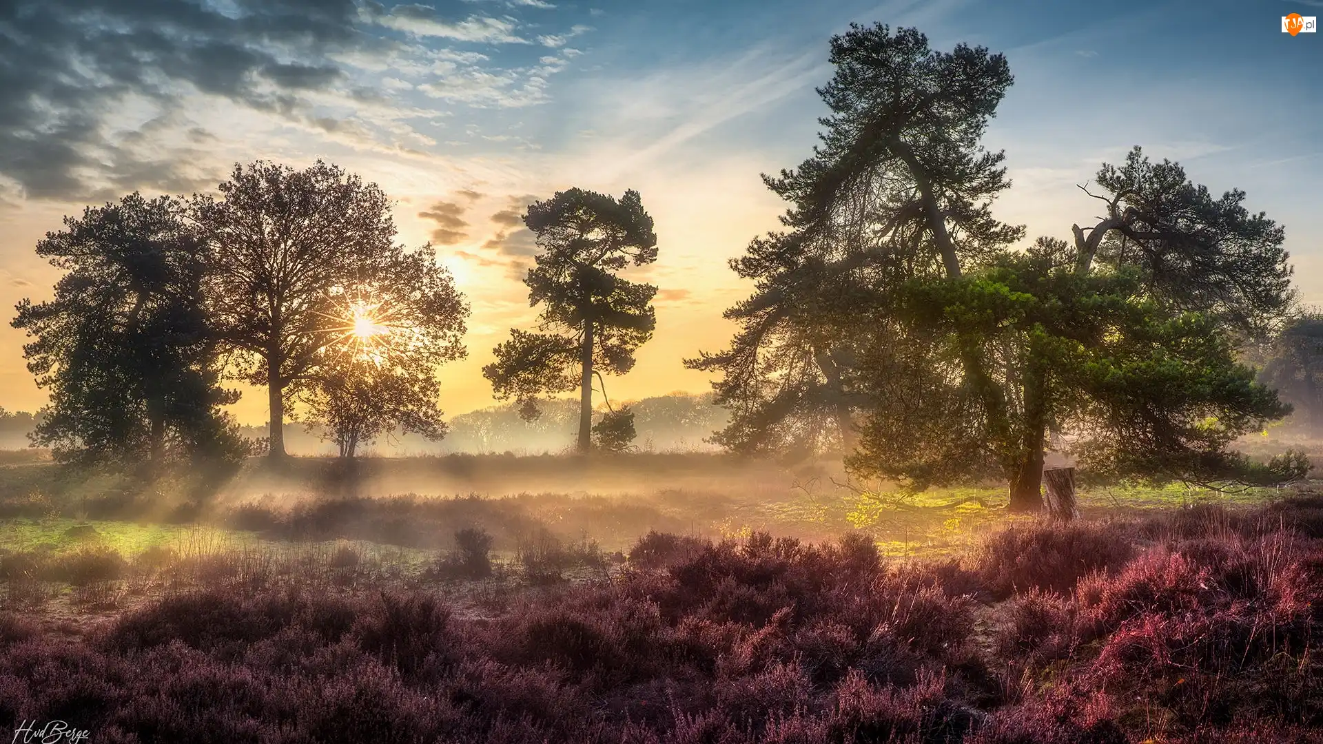 Drzewa, Wschód słońca, Holandia, Wrzosowisko, Brabancja, Strijbeekse heide, Mgła