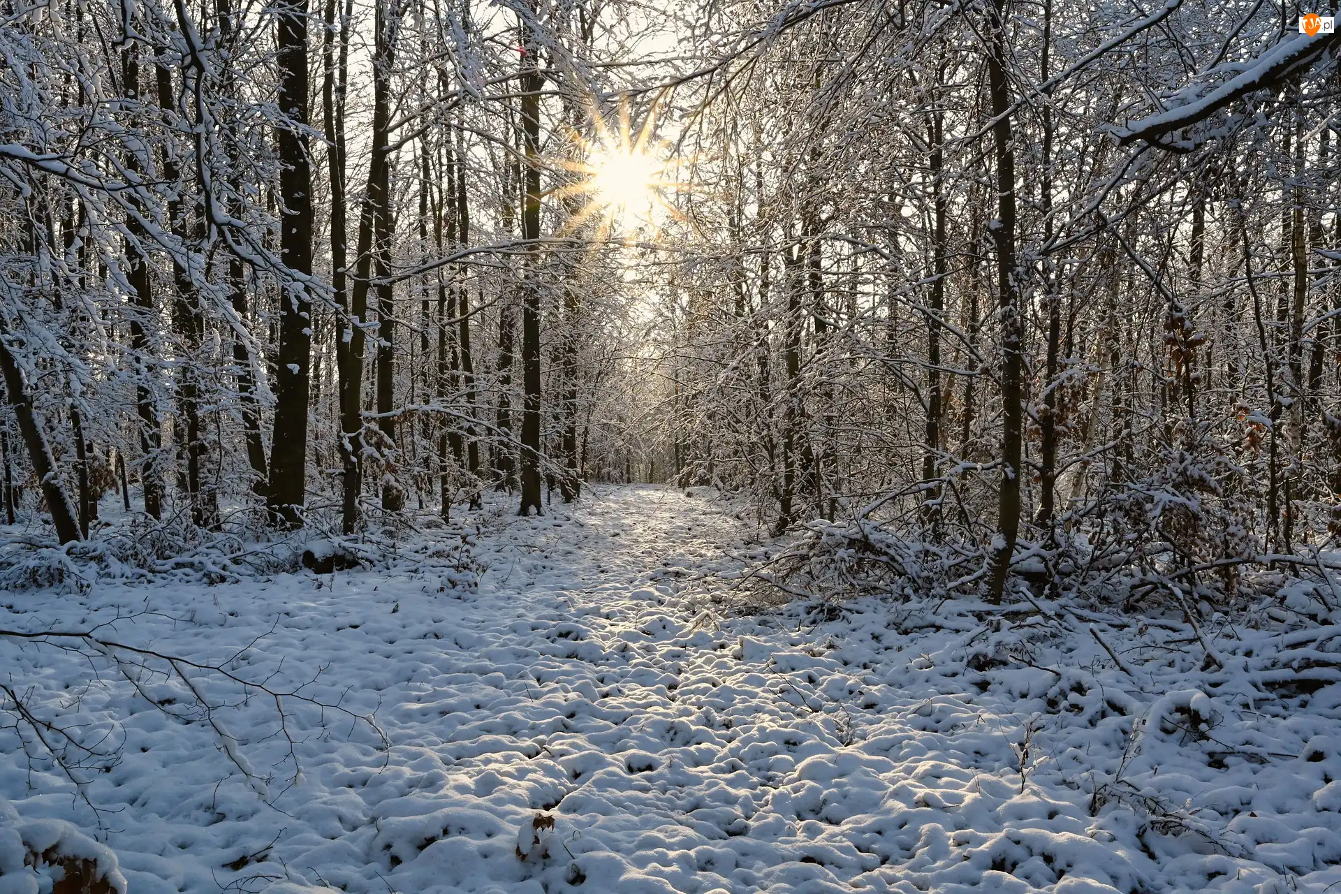 Las, Zima, Drzewa, Promienie słońca, Ośnieżone, Śnieg