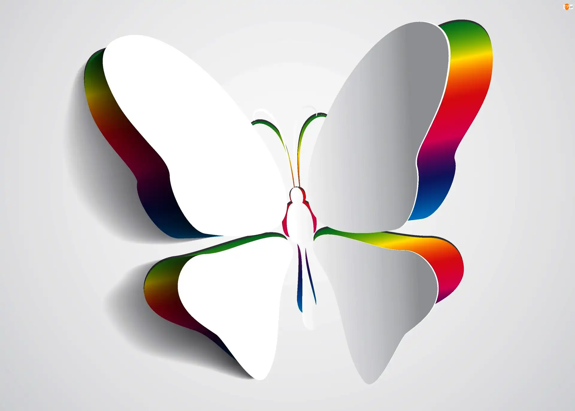 Motyl, Grafika, 3D
