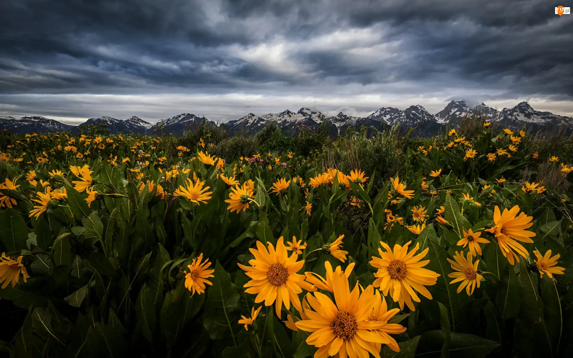 Kwiaty, Stany Zjednoczone, Góry, Balsamorhiza, Wyoming, Łąka, Chmury, Park Narodowy Grand Teton