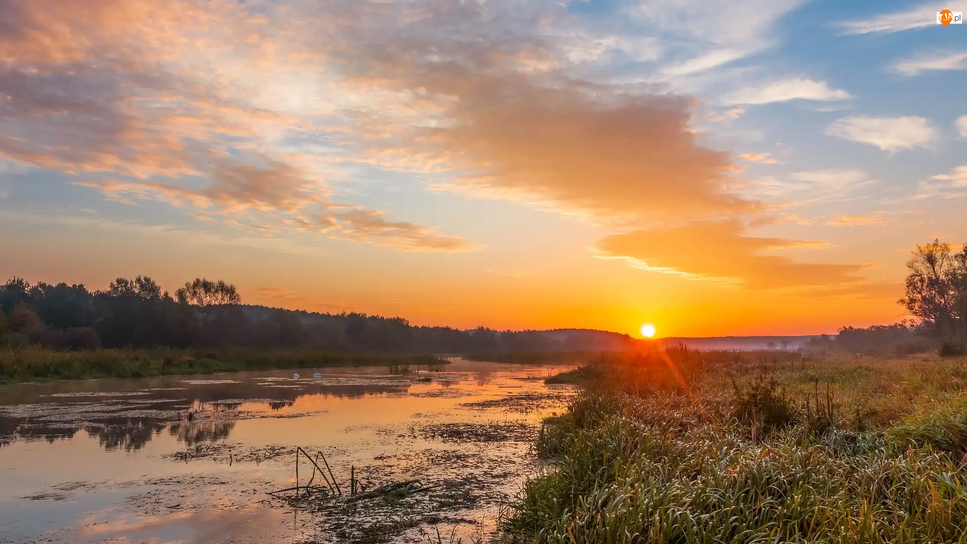 Trawy, Wschód słońca, Rzeka, Drzewa