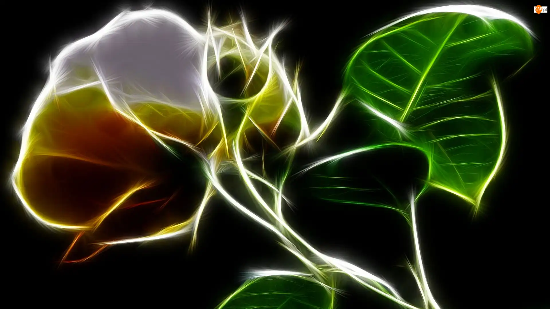 Czarne tło, Kwiat, Fractalius