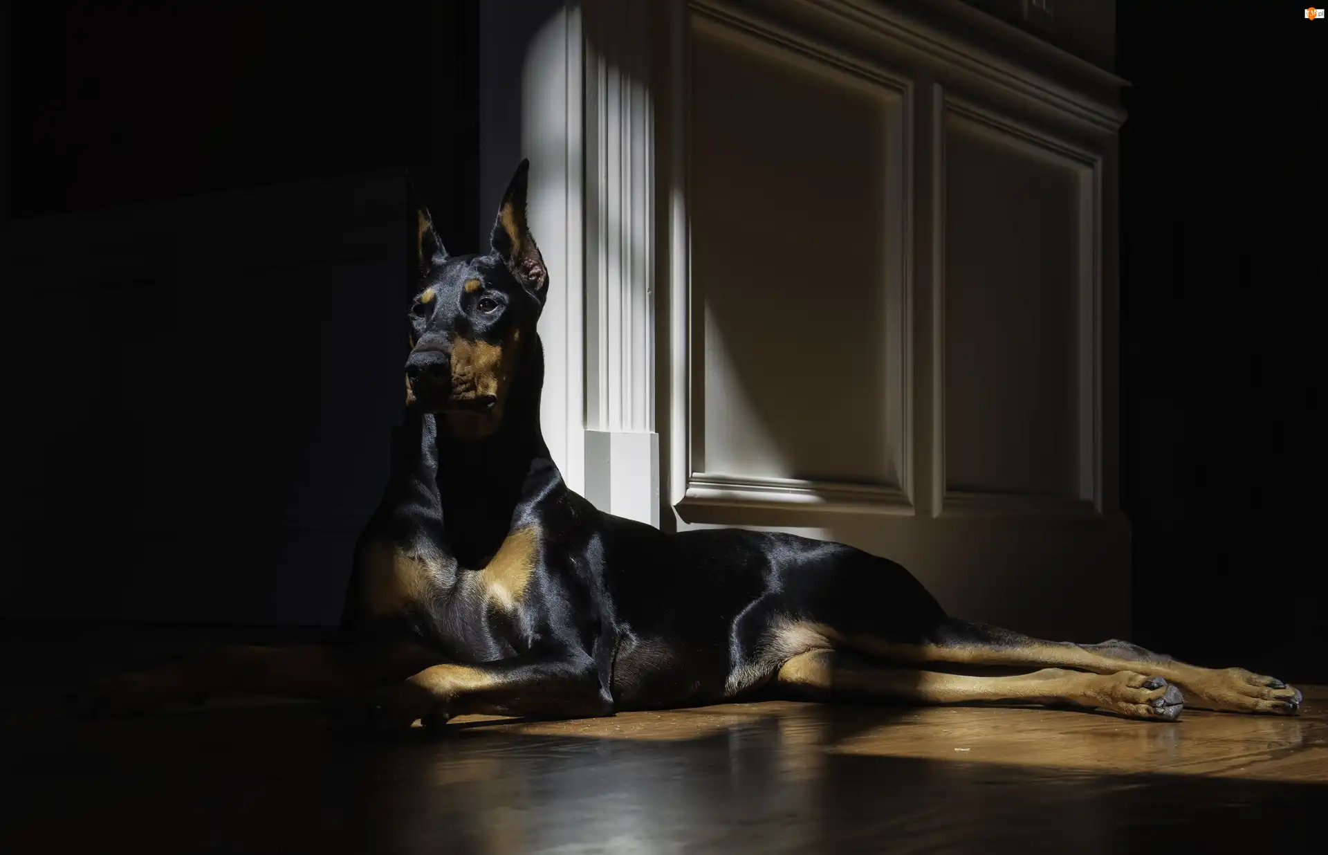 Światło, Doberman, Pies, Pokój