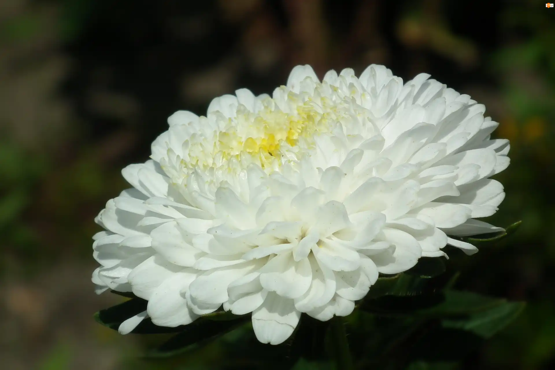 Biały, Przyroda, Kwiat, Aster