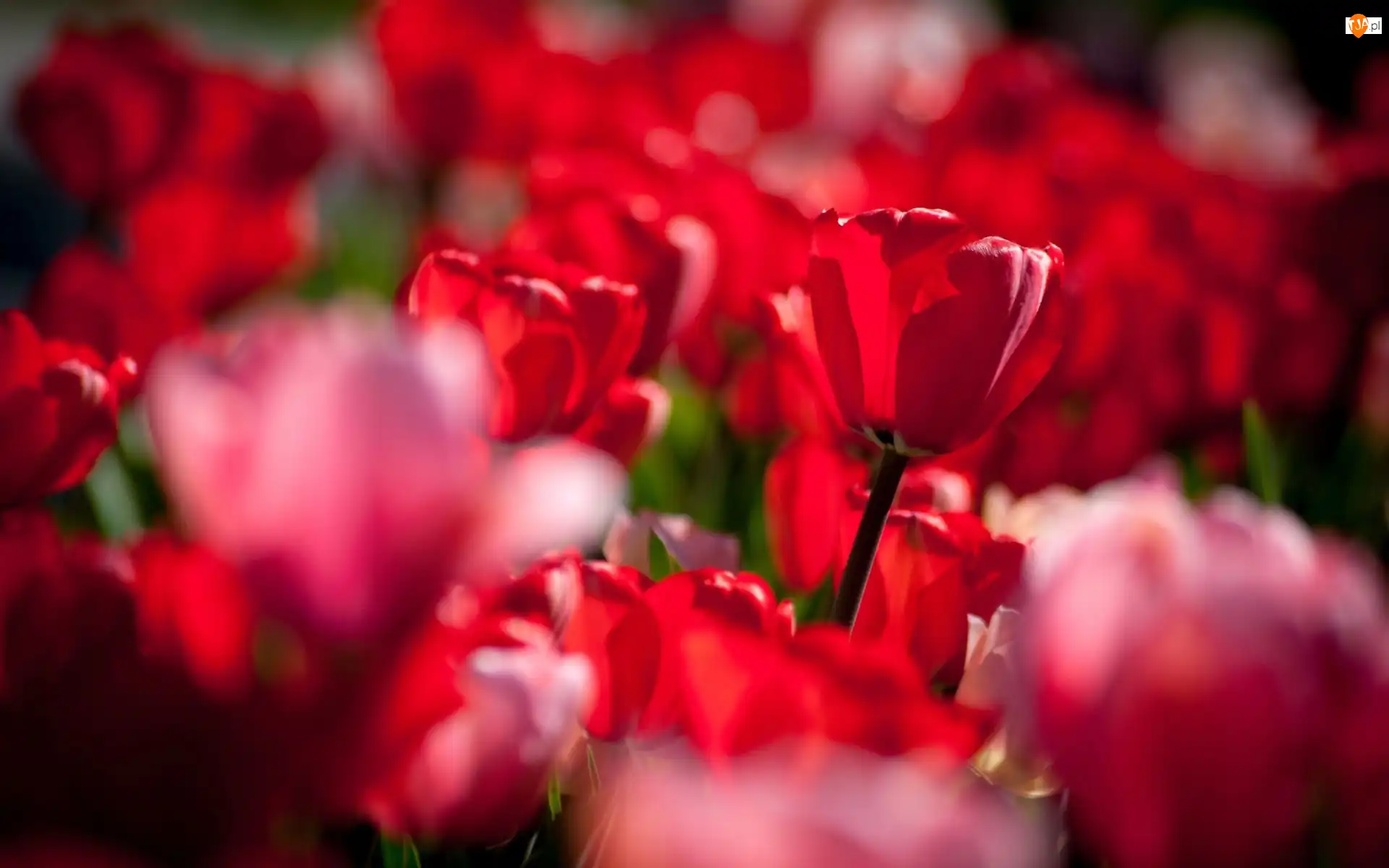 Rozmycie, Czerwone, Tulipany