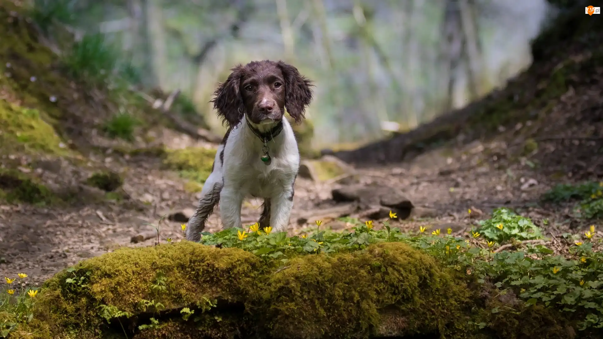 Rośliny, Pies, Cocker spaniel angielski, Skarpa