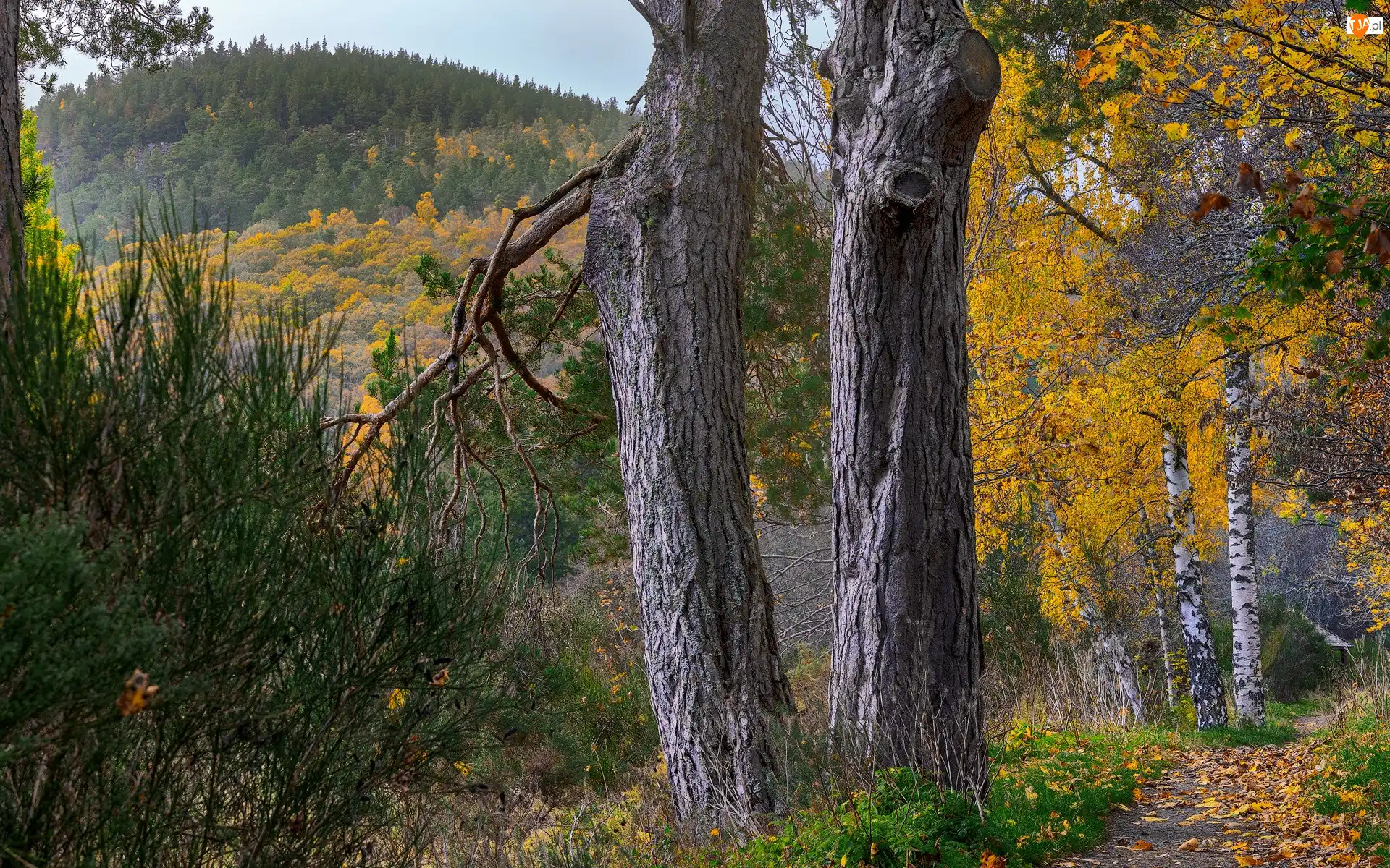 Góry Cairngorm, Drzewa, Szkocja, Jesień, Park Narodowy Cairngorms, Brzozy, Sosny