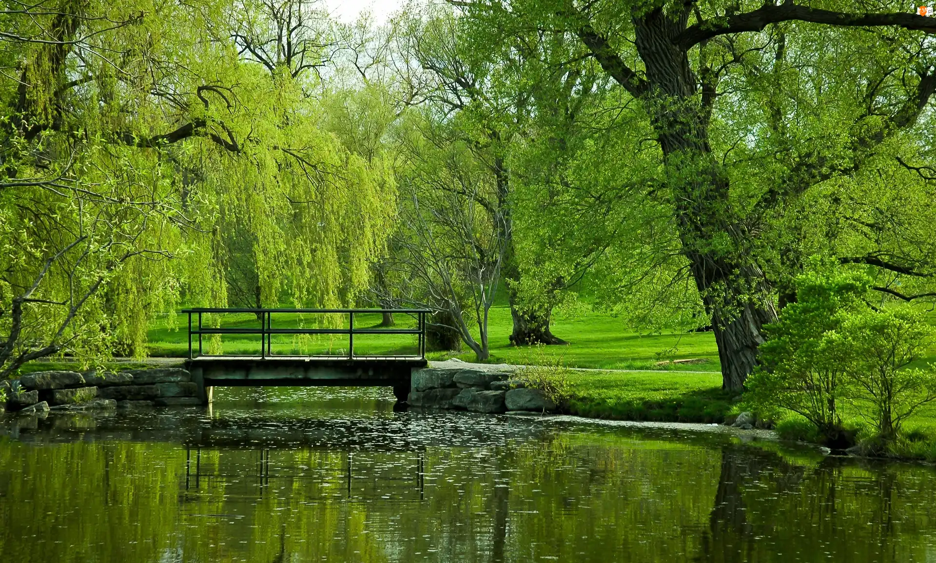 Park, Zielony, Drzewa, Lato, Rzeka, Most