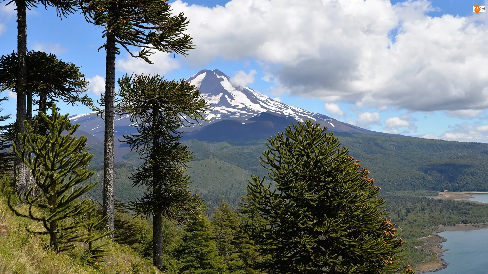 Wulkan Llaima, Góra, Araukarie chilijskie, Chile, Drzewa, Park Narodowy Conguillio
