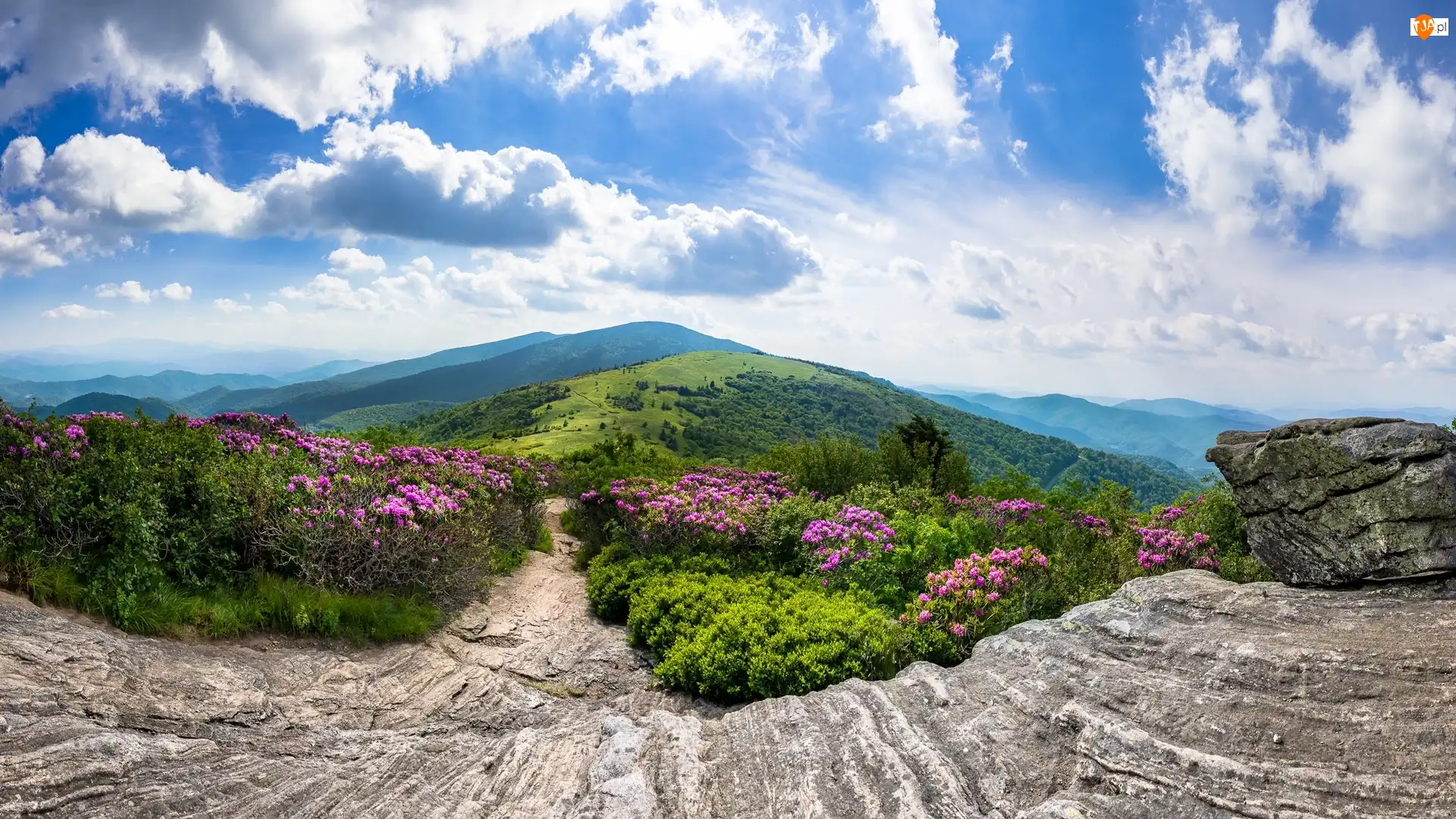 Szczyt Roan Mountain, Góry Appalachy, Różaneczniki, Szlak Appalachów, Skały, Stany Zjednoczone, Stan Tennessee