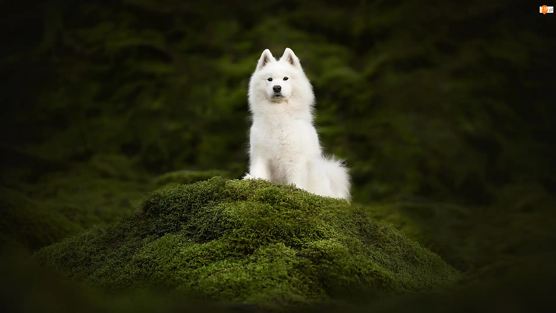 Mech, Pies, Biały, Samojed