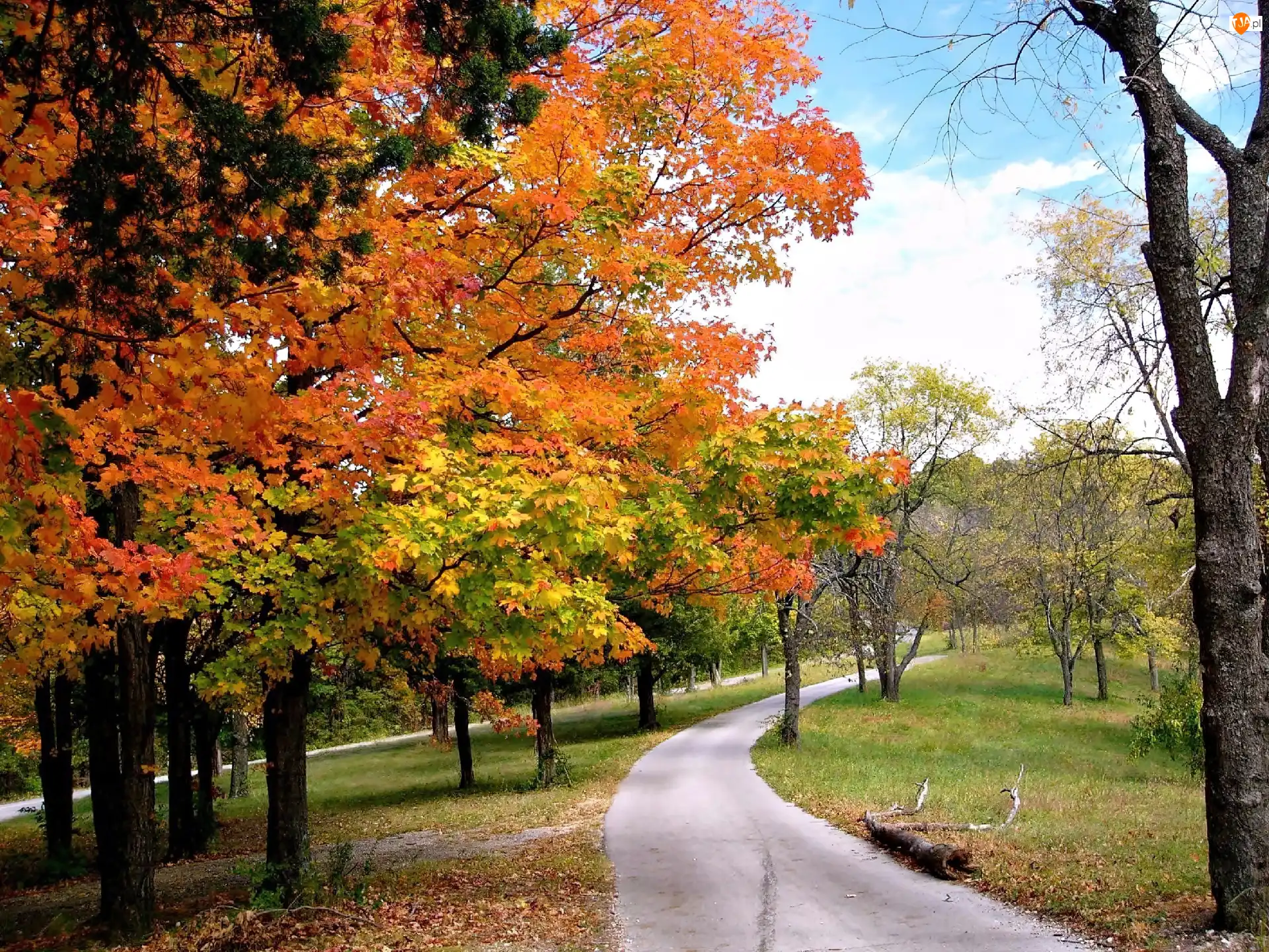 Park, Liście, Jesień, Alejki, Opadłe