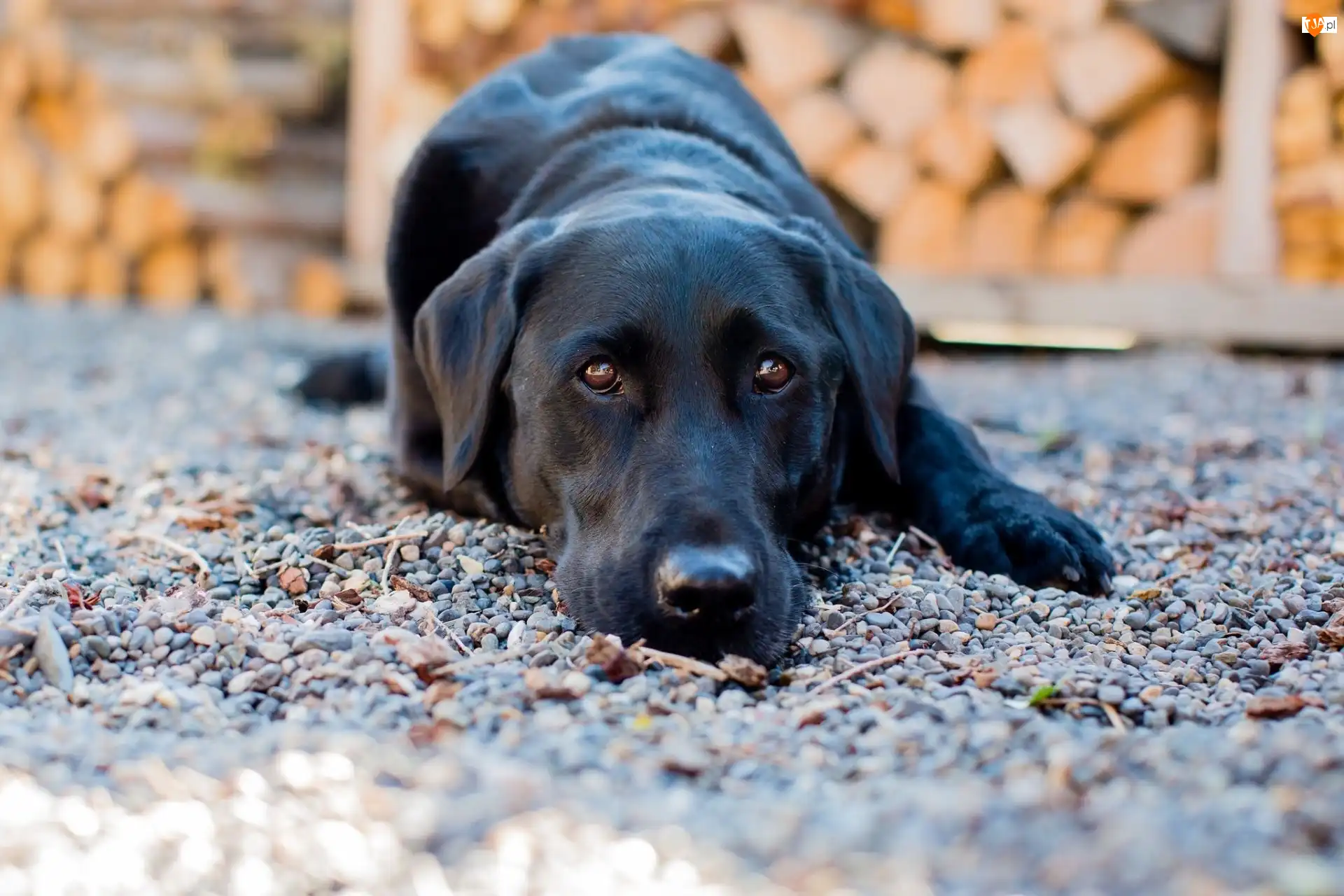 Labrador retriever, Pies, Czarny