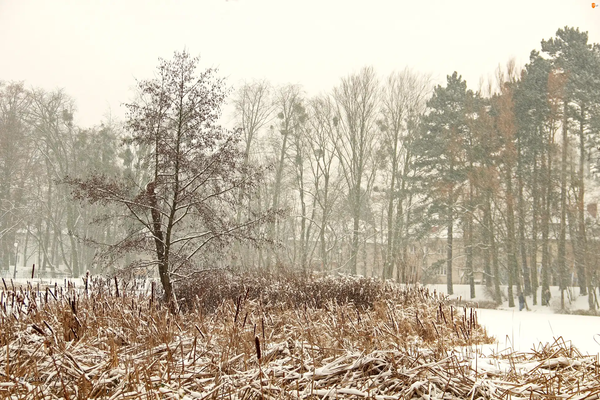 Trawy, Poznań, Drzewa, Zima, Park Sołacki