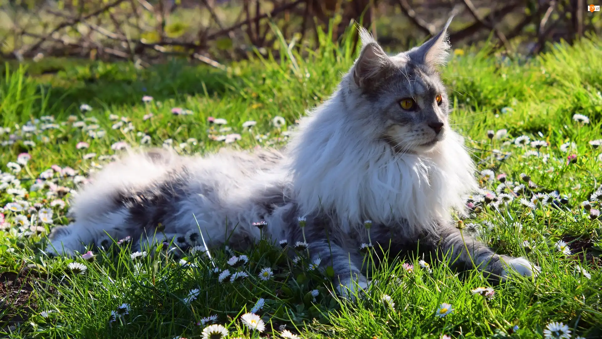 Stokrotki, Kot, Maine Coon, Trawa