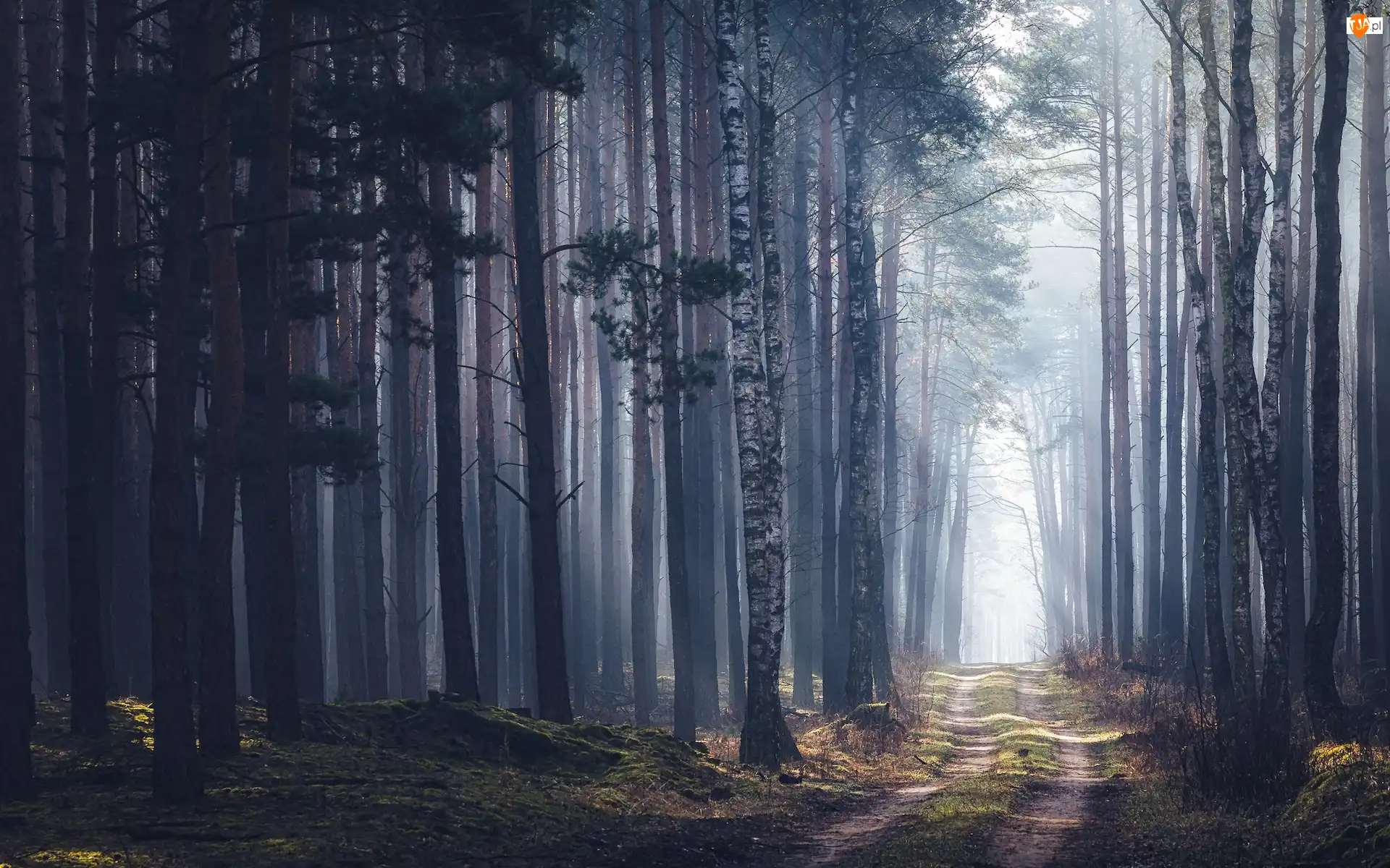 Przebijające światło, Droga, Drzewa, Las, Mgła