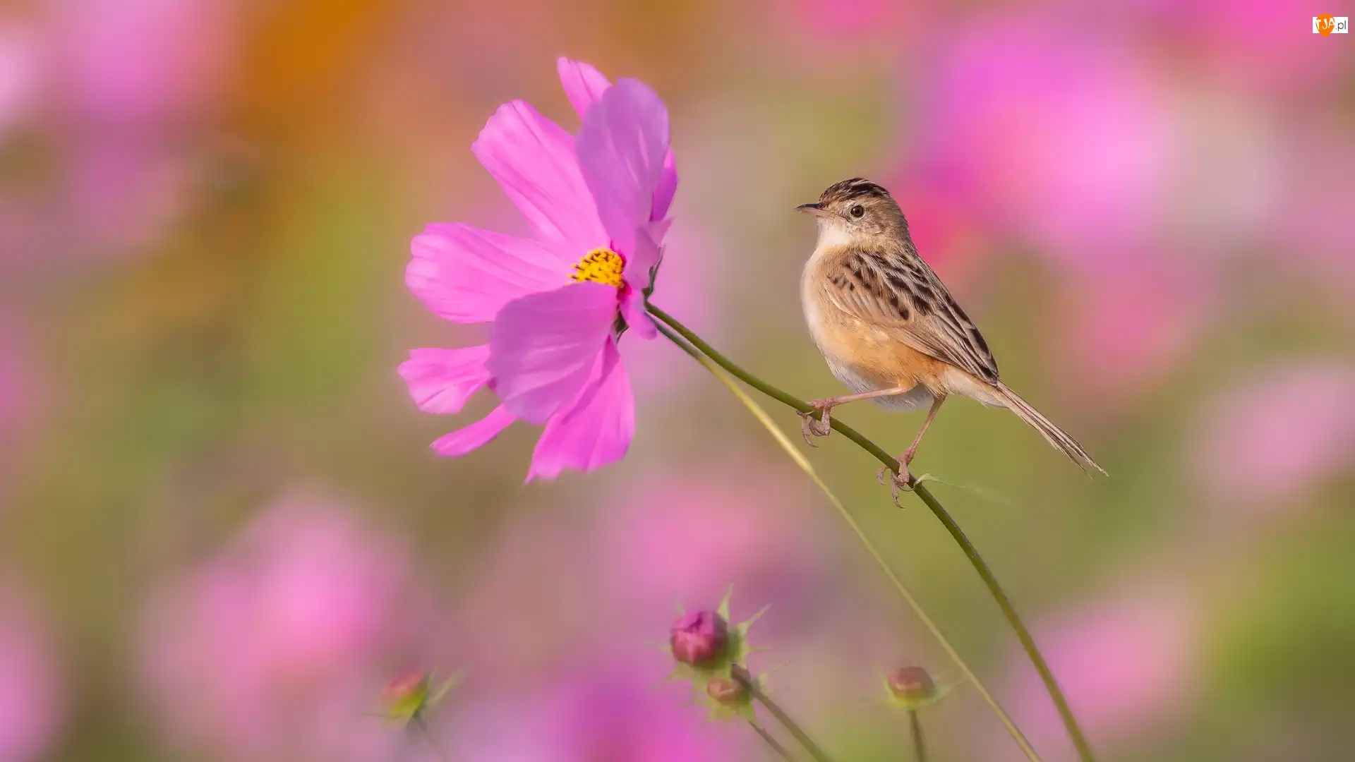 Kosmea, Prinia płowa, Kwiat, Różowy, Ptak
