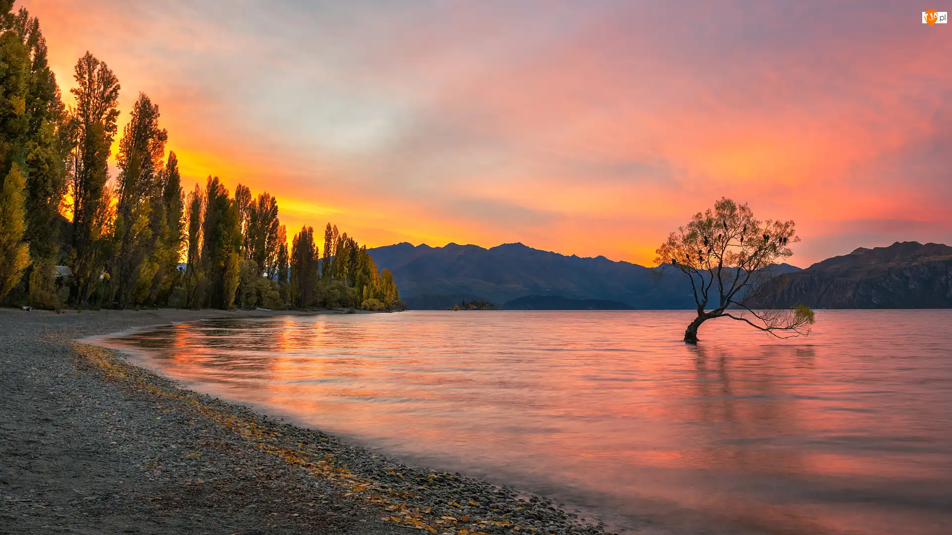 Nowa Zelandia, Góry, Jesień, Ptaki, Drzewa, Jezioro Wanaka, Pochylone, Zachód słońca, Drzewo, Region Otago
