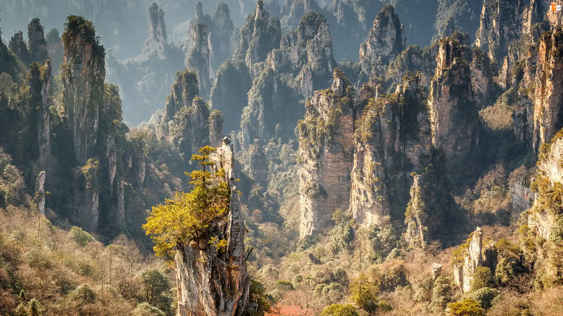 Zhangjiajie National Forest Park, Góry, Prowincja Hunan, Chiny, Skały