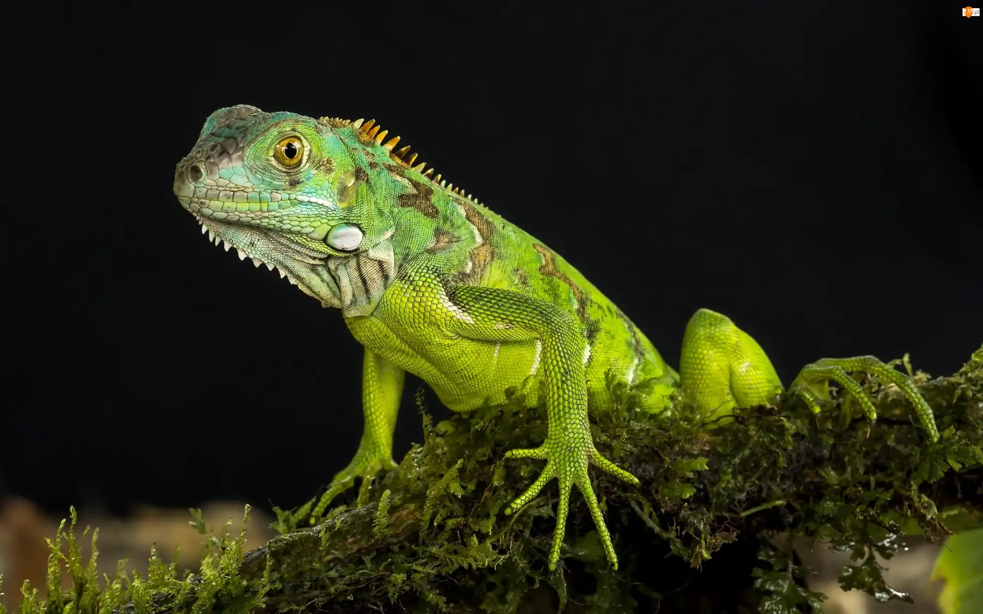 Iguana, Jaszczurka, Legwan zielony
