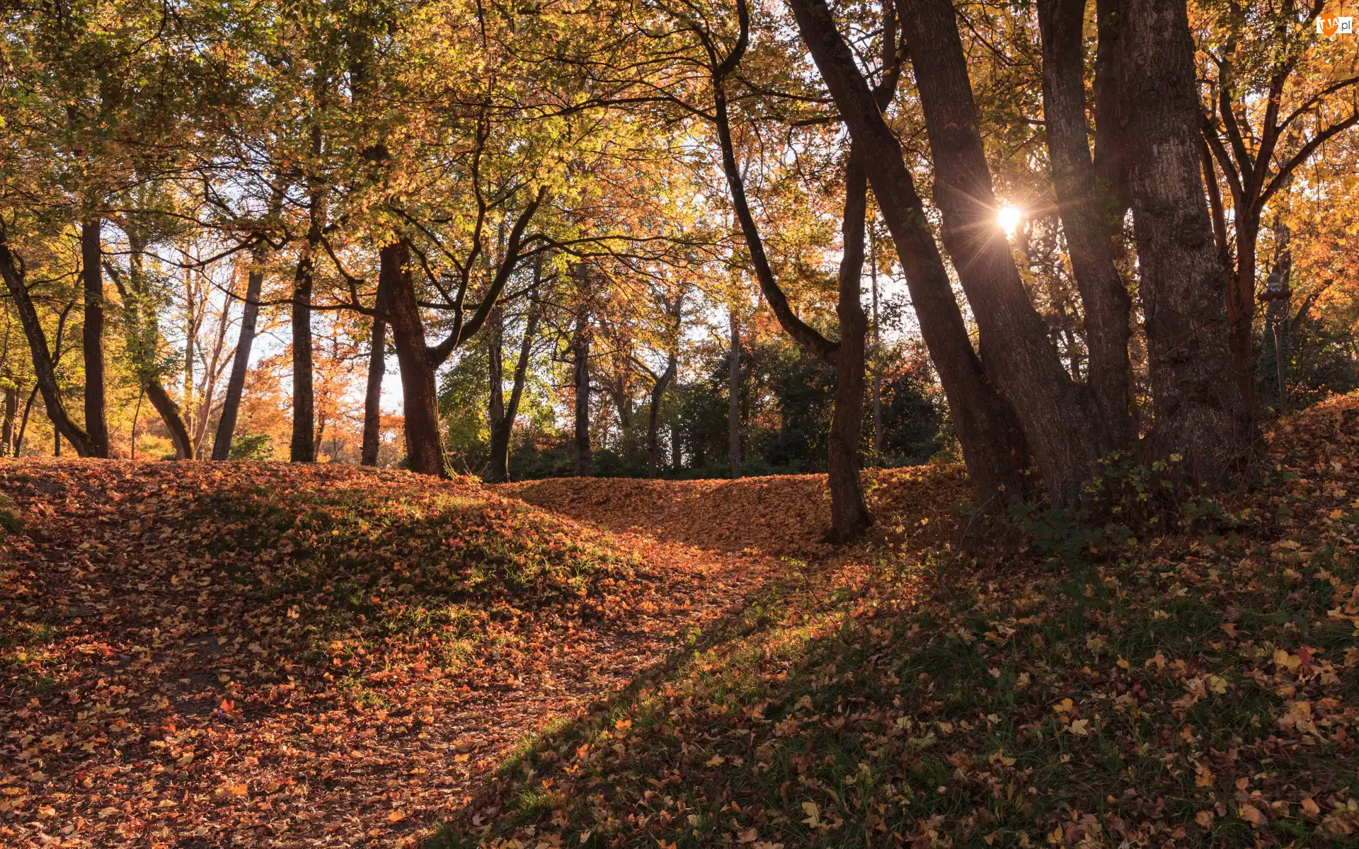 Las, Drzewa, Promienie słońca, Jesień, Ścieżka, Liście, Opadłe