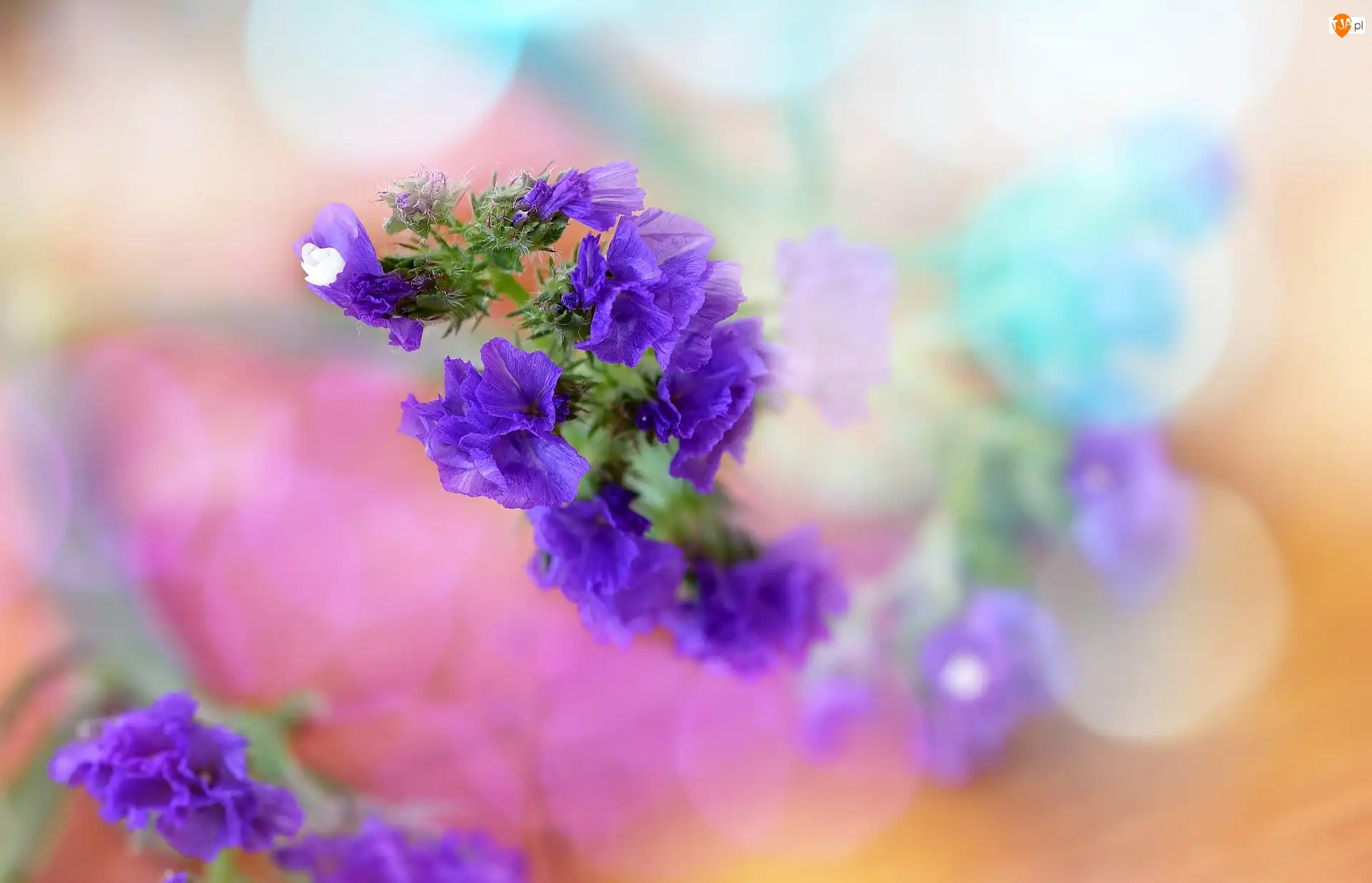 Bokeh, Tło, Kwiaty, Fioletowe, Kolorowe