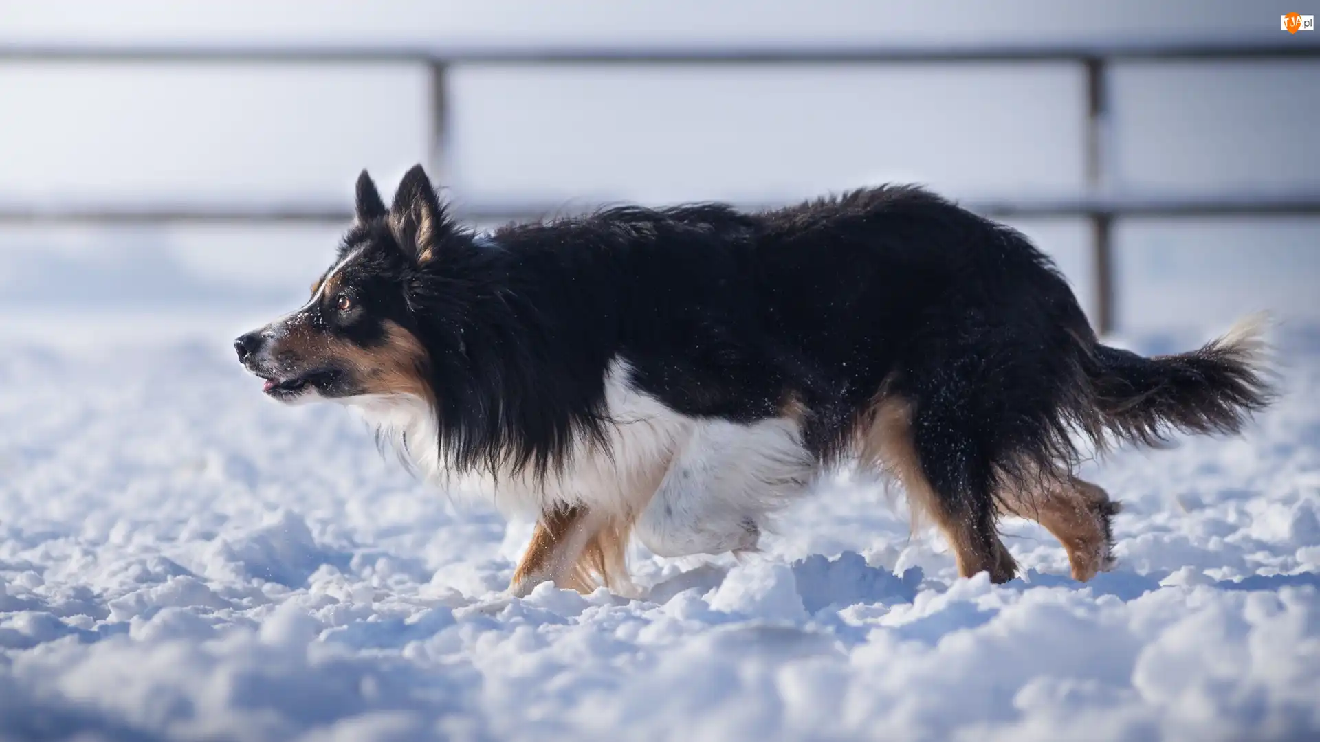 Śnieg, Pies, Border collie