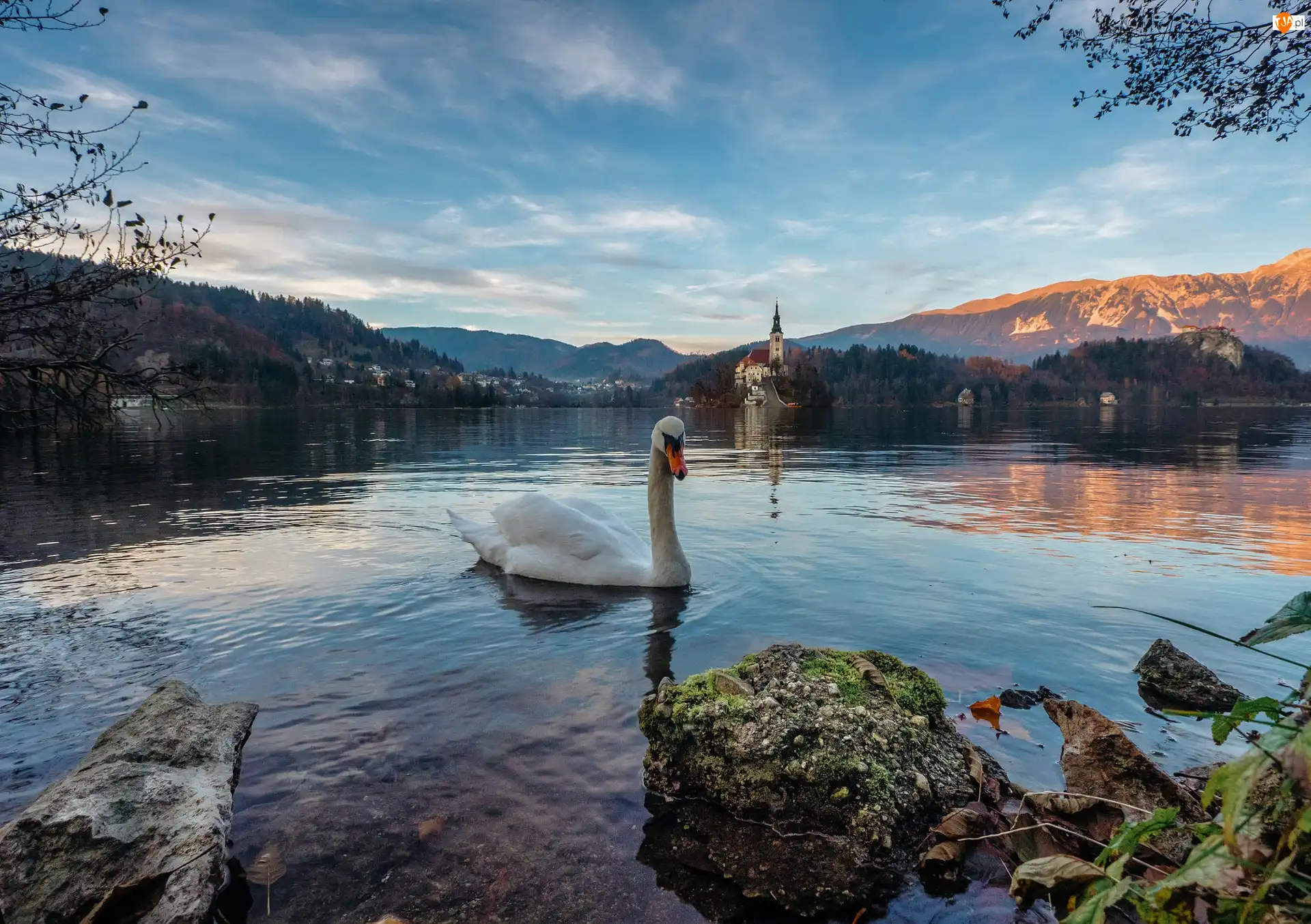 Wyspa Blejski Otok, Jezioro Bled, Drzewa, Słowenia, Góry Alpy, Łabędź, Kościół