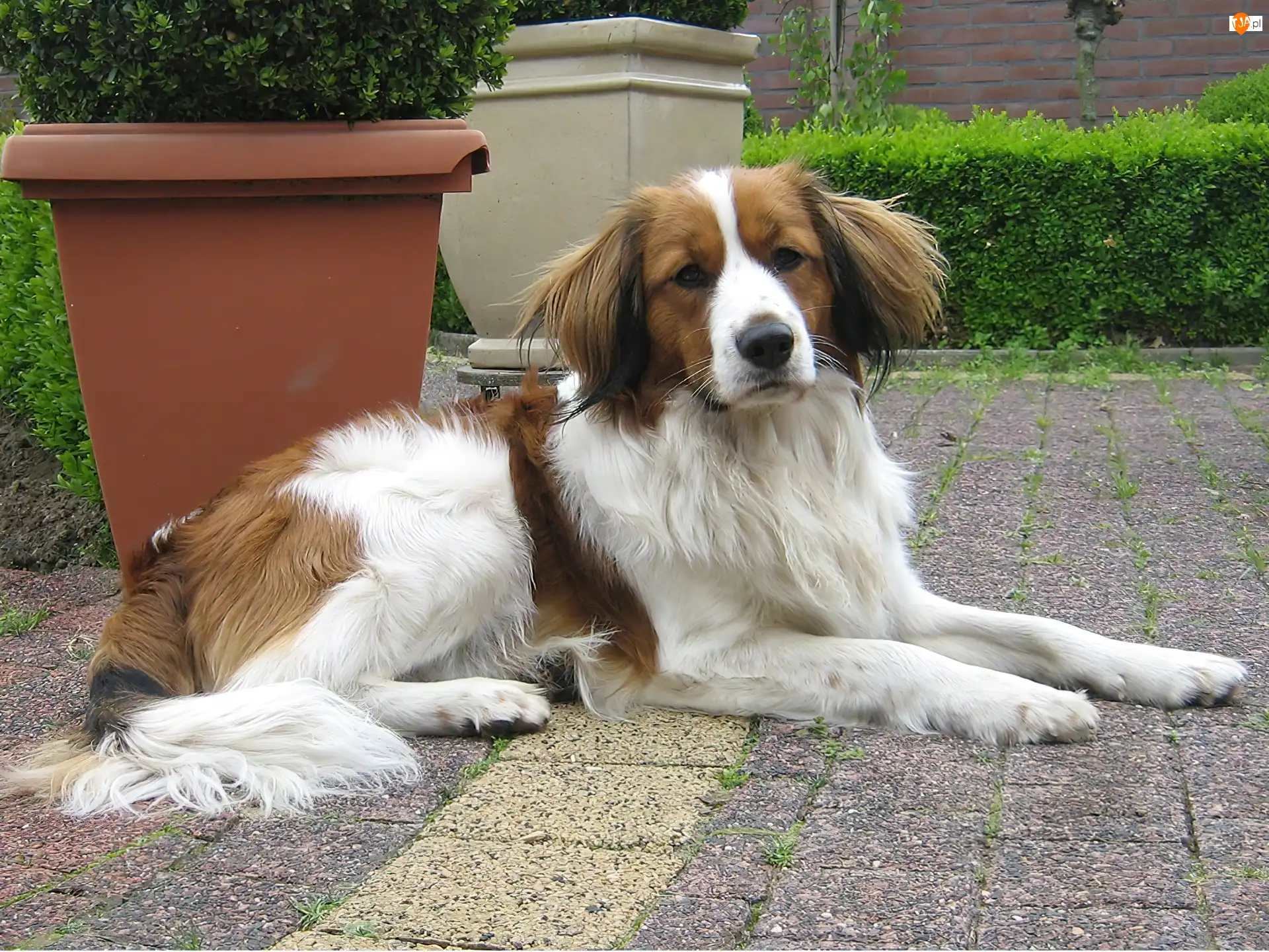 donice, Płochacz holenderski, Kooikerhondje